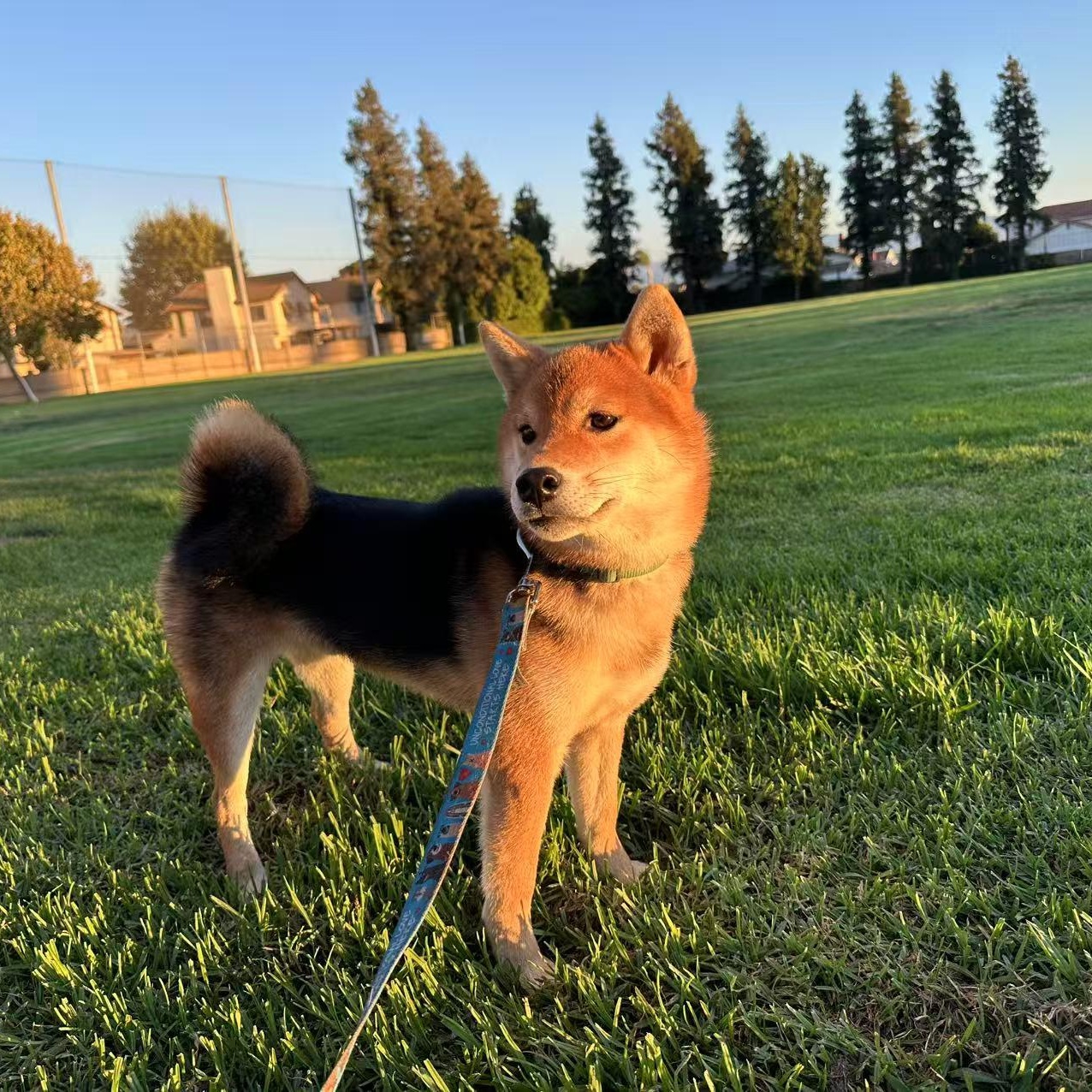 Enlarge JJ, a Adopted Shiba Inu in Van Nuys, CA image 5/6