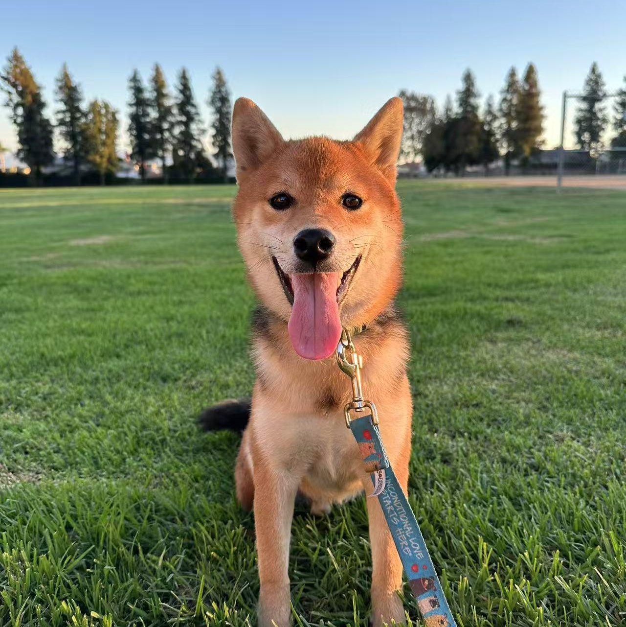 Enlarge JJ, a Adopted Shiba Inu in Van Nuys, CA image 6/6