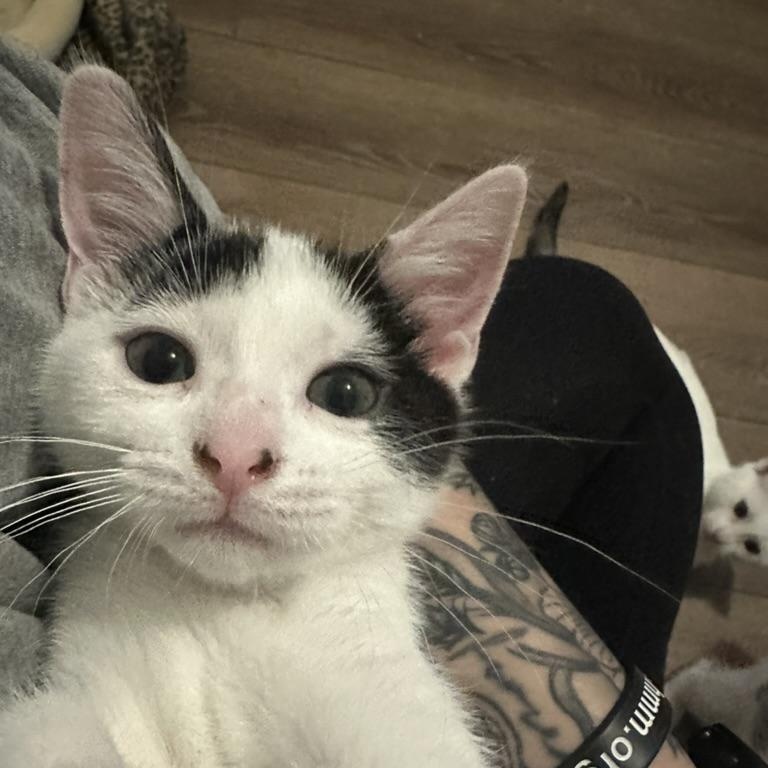 Kugel, Baby Female Domestic Short Hair
