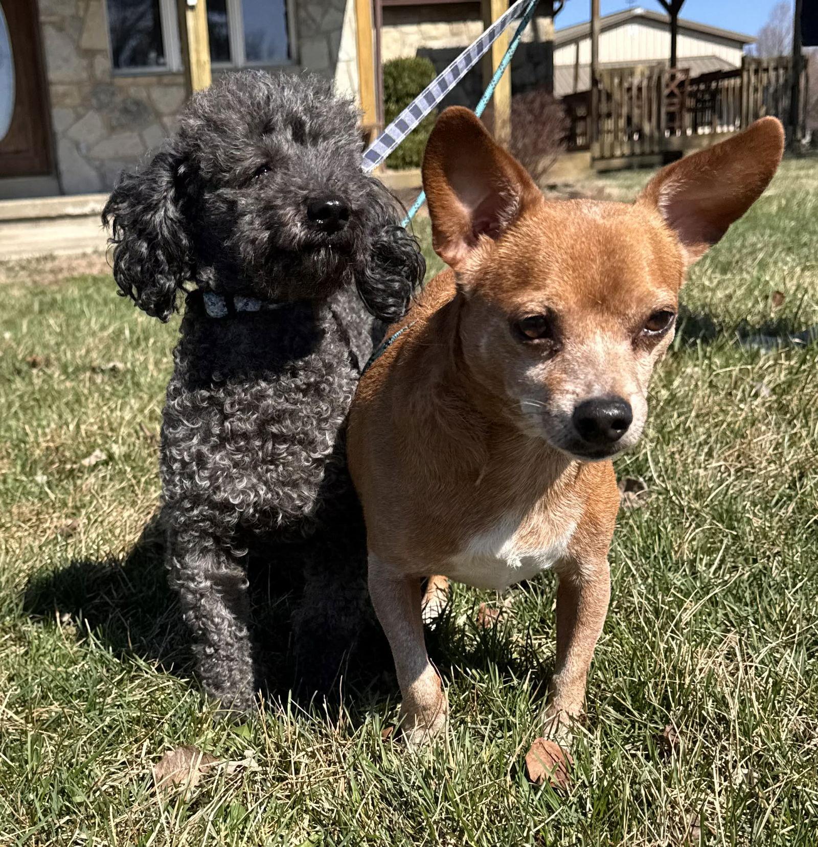 Princess Jasmine & Fozzie Bear