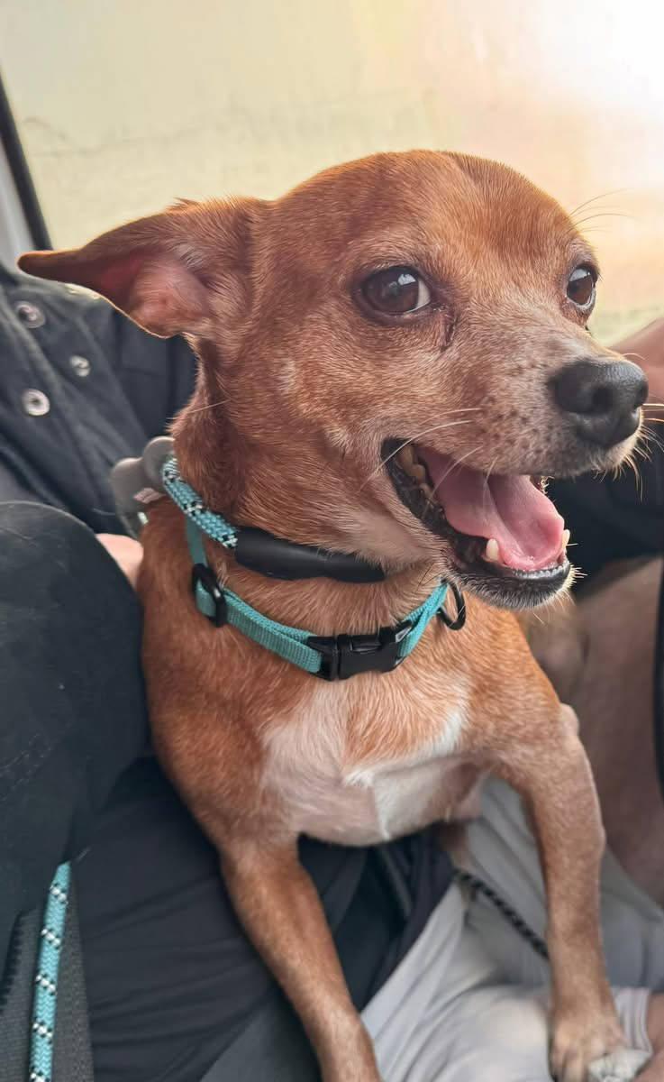 Princess Jasmine & Fozzie Bear — thumbnail 2