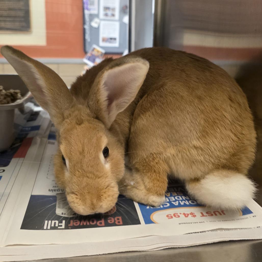 Enlarge Pumpkin Spice, a Adoptable Bunny Rabbit in Pauls Valley, OK image 1/2