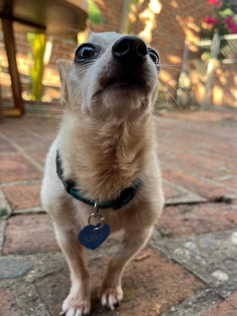 Enlarge Milo, a Adoptable Chihuahua in Calgary, AB image 5/5