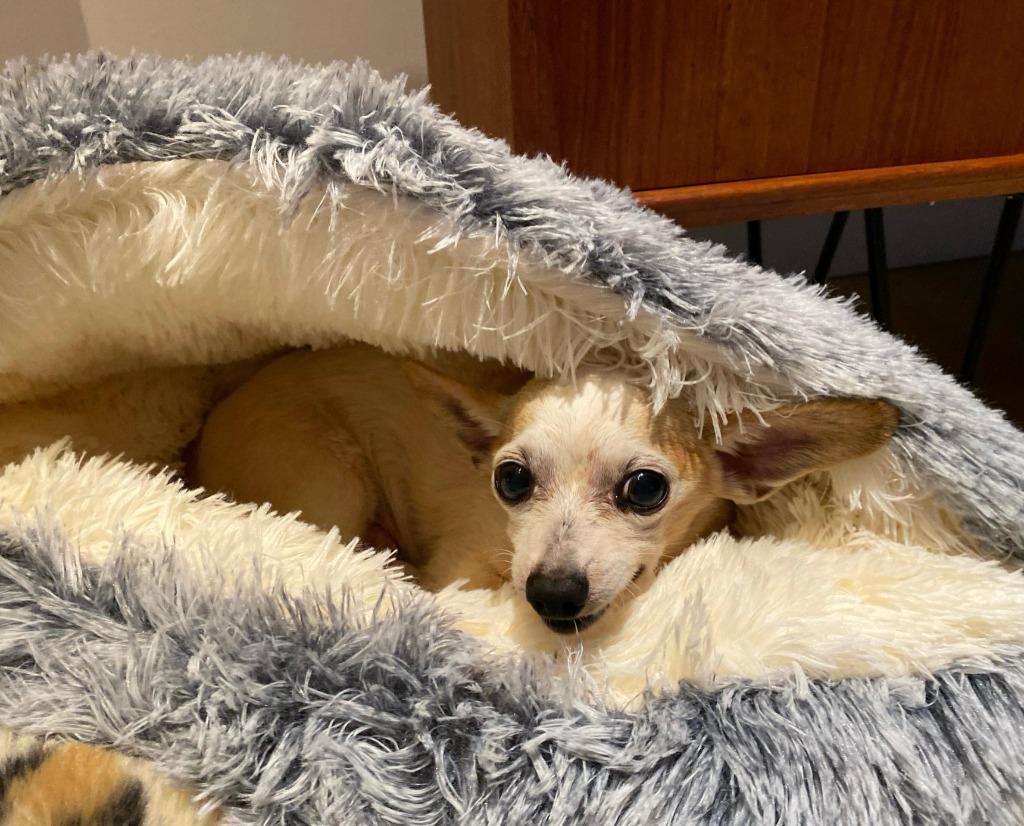 Enlarge Milo, a Adoptable Chihuahua in Calgary, AB image 4/5