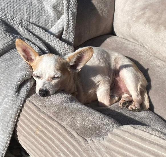 Enlarge Milo, a Adoptable Chihuahua in Calgary, AB image 2/5