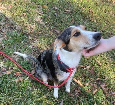 Holly Berry, Adoptable, Adult Female Australian Shepherd.