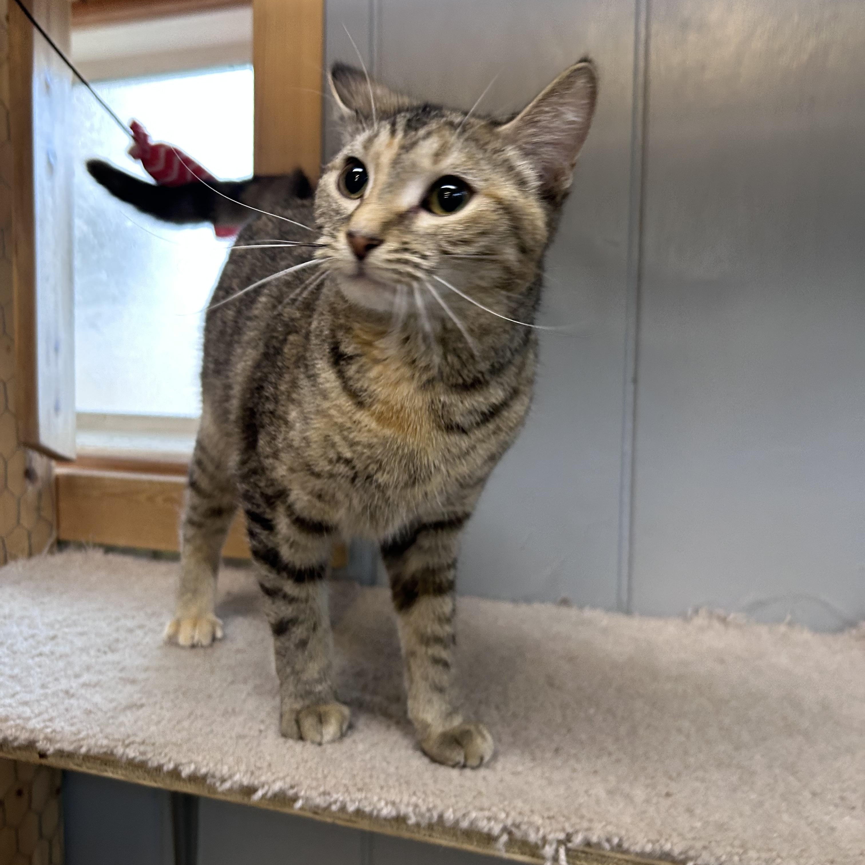 Enlarge Molly, a ADOPTABLE Domestic Short Hair in Chisholm, MN image 2/4