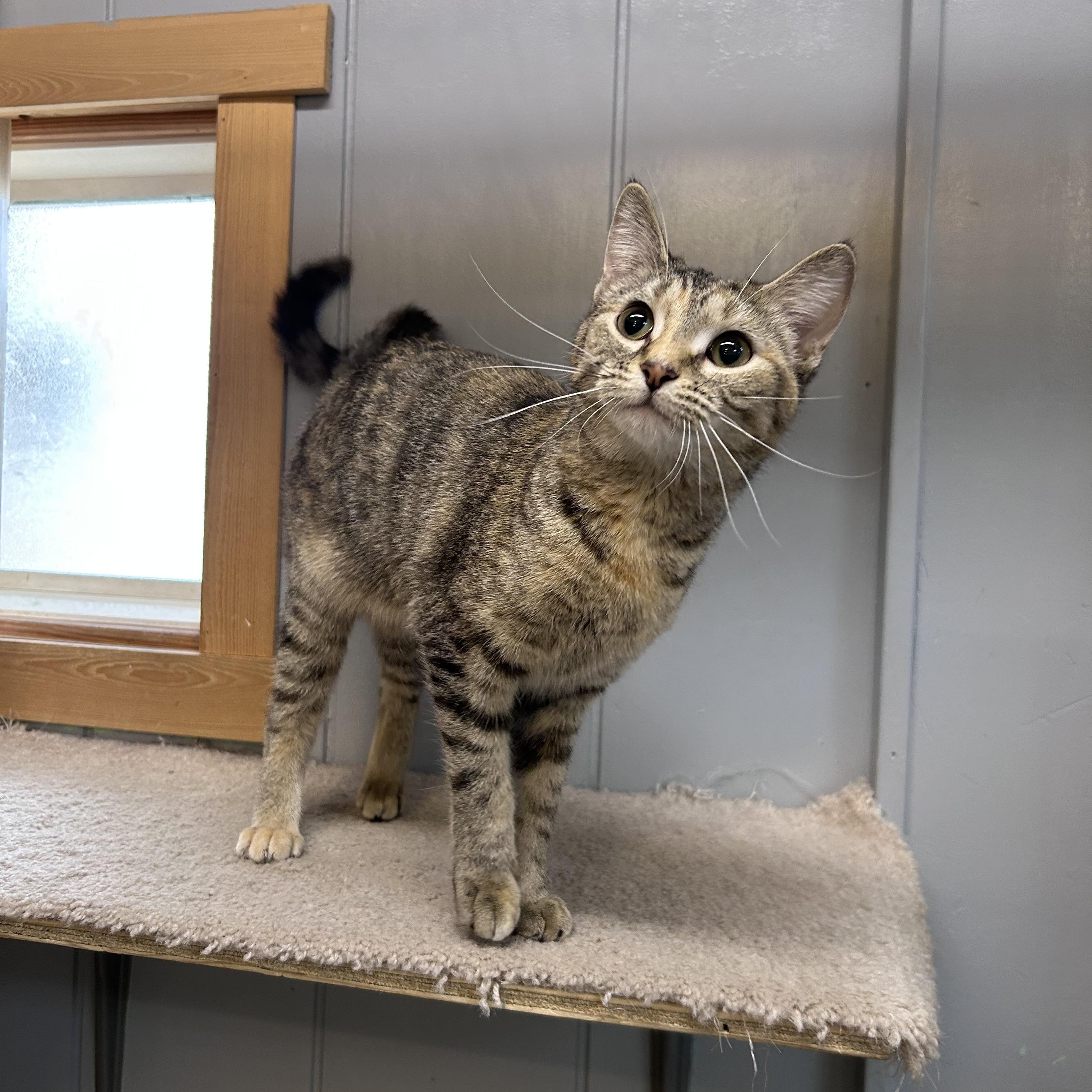 Enlarge Molly, a ADOPTABLE Domestic Short Hair in Chisholm, MN image 4/4