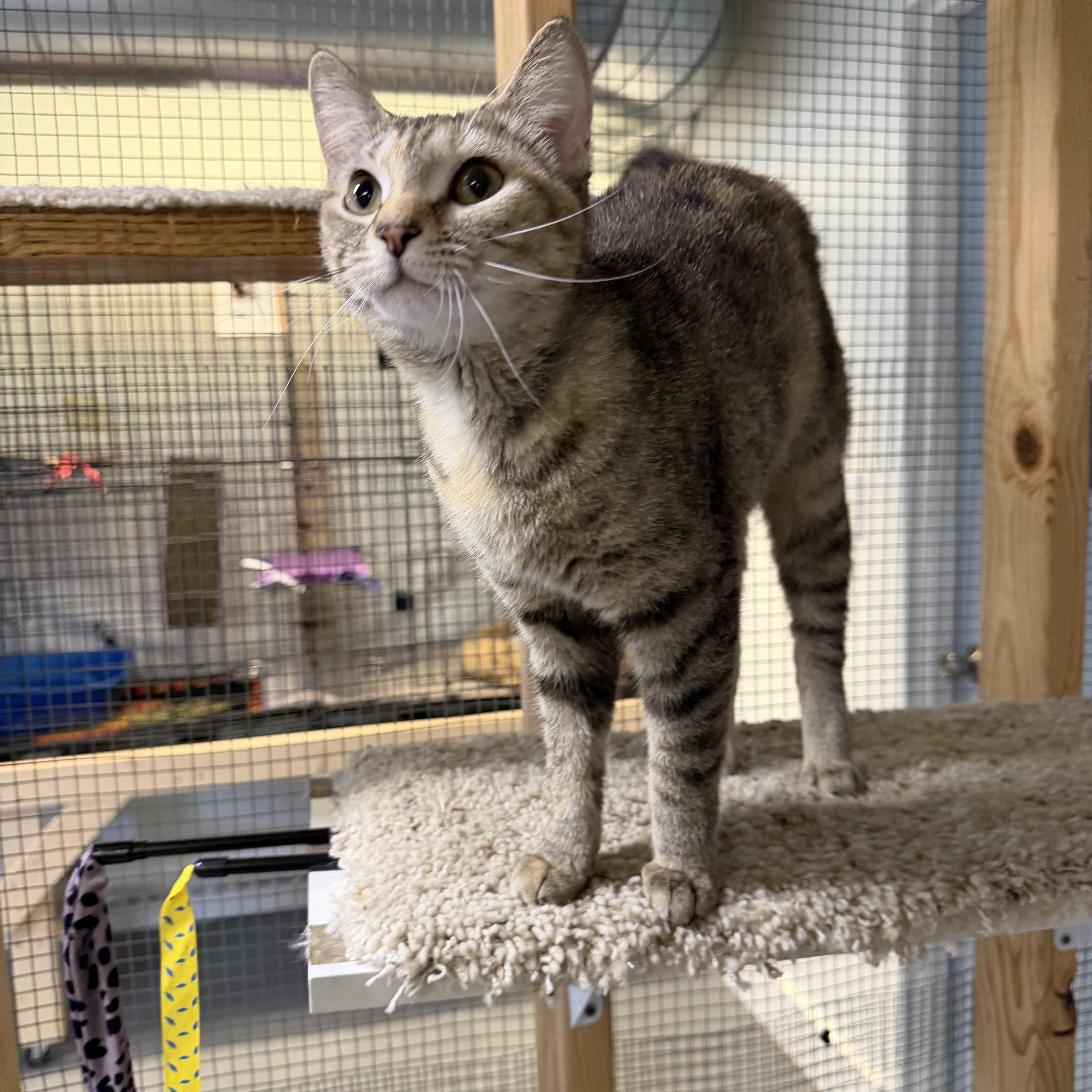 Enlarge Molly, a ADOPTABLE Domestic Short Hair in Chisholm, MN image 4/6