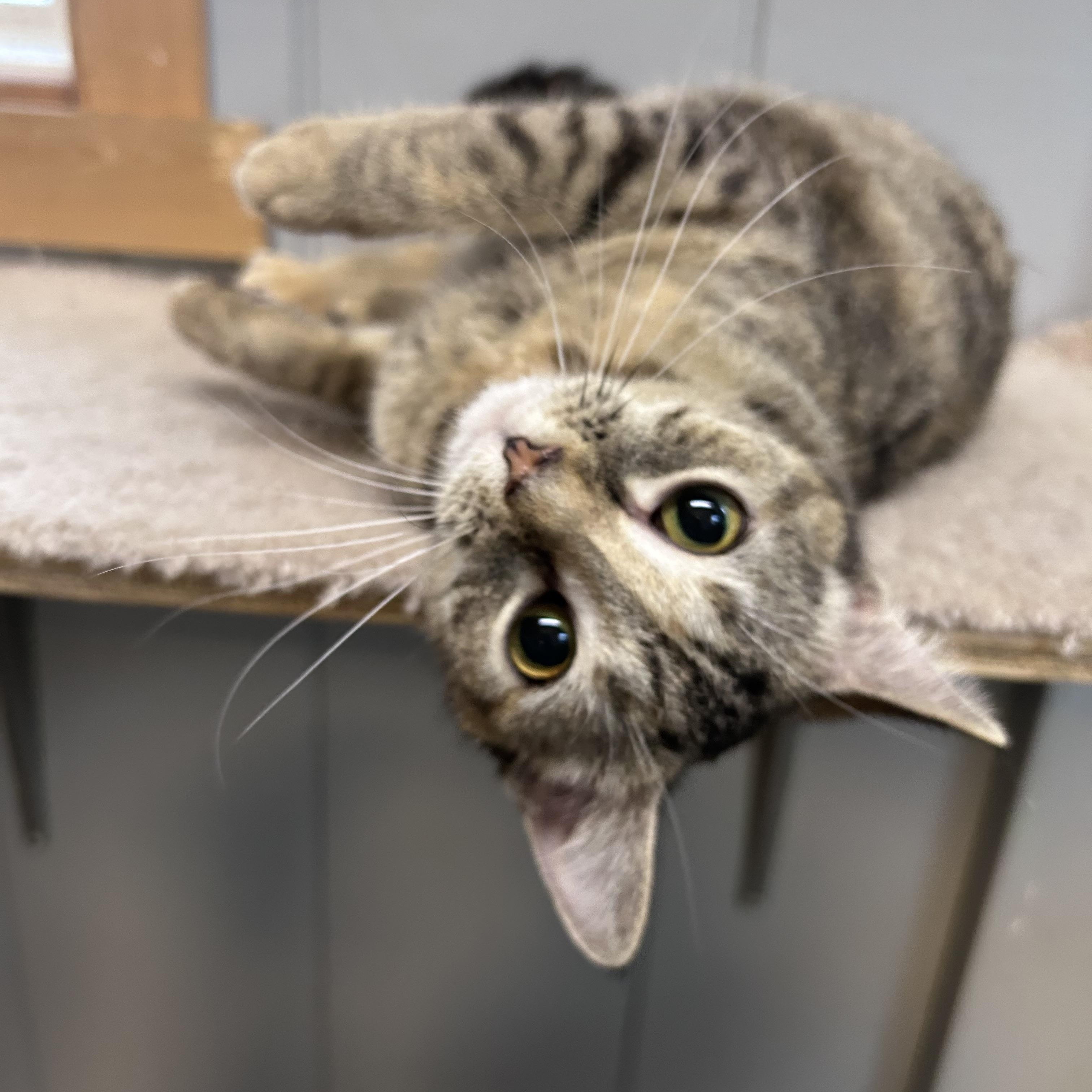 Molly, ADOPTABLE, Young Female Domestic Short Hair.