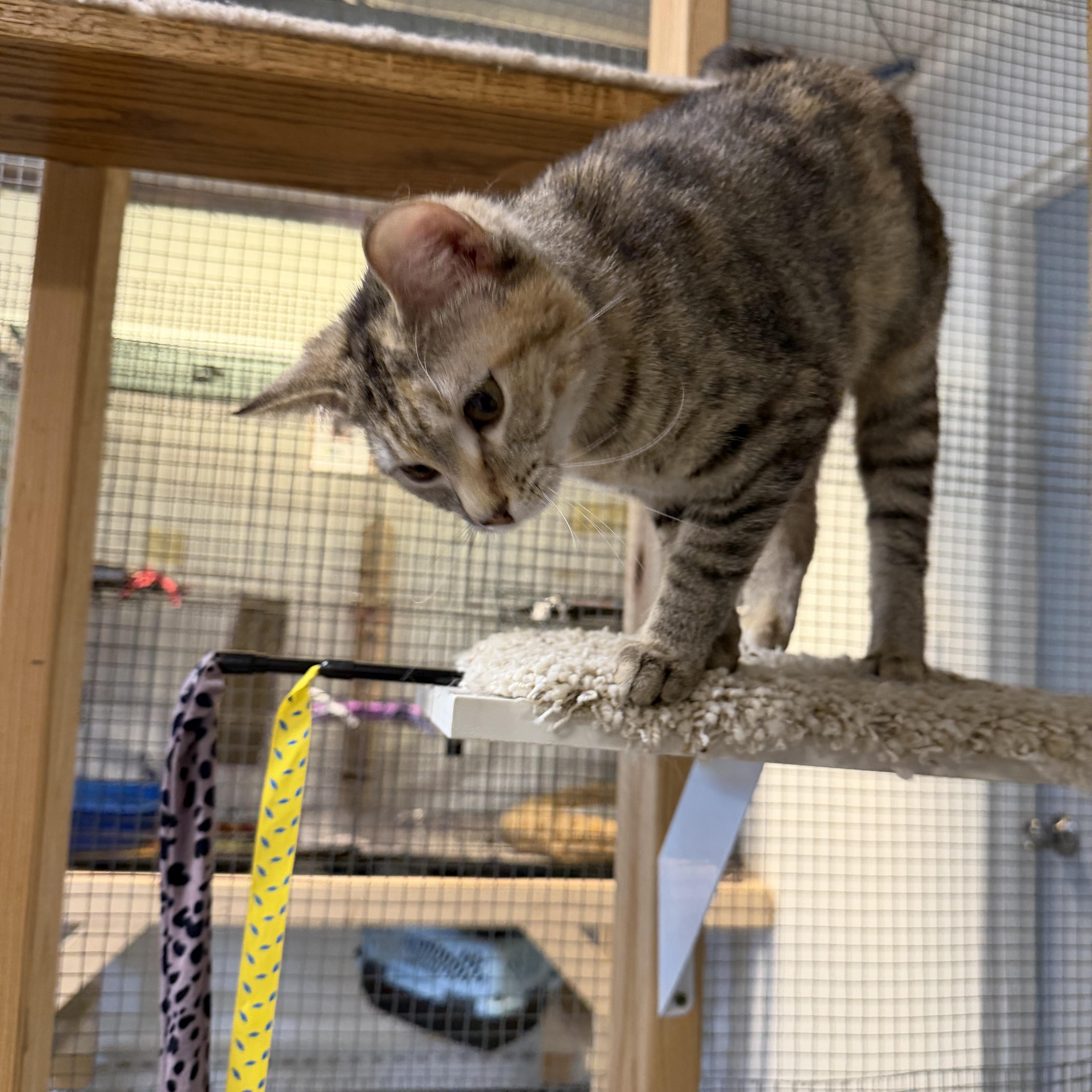 Enlarge Molly, a ADOPTABLE Domestic Short Hair in Chisholm, MN image 6/6