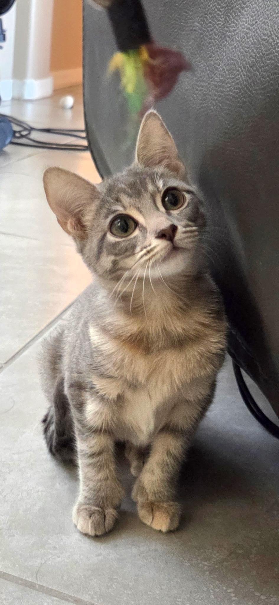 Hemingway, Adoptable, Kitten Female Domestic Short Hair.