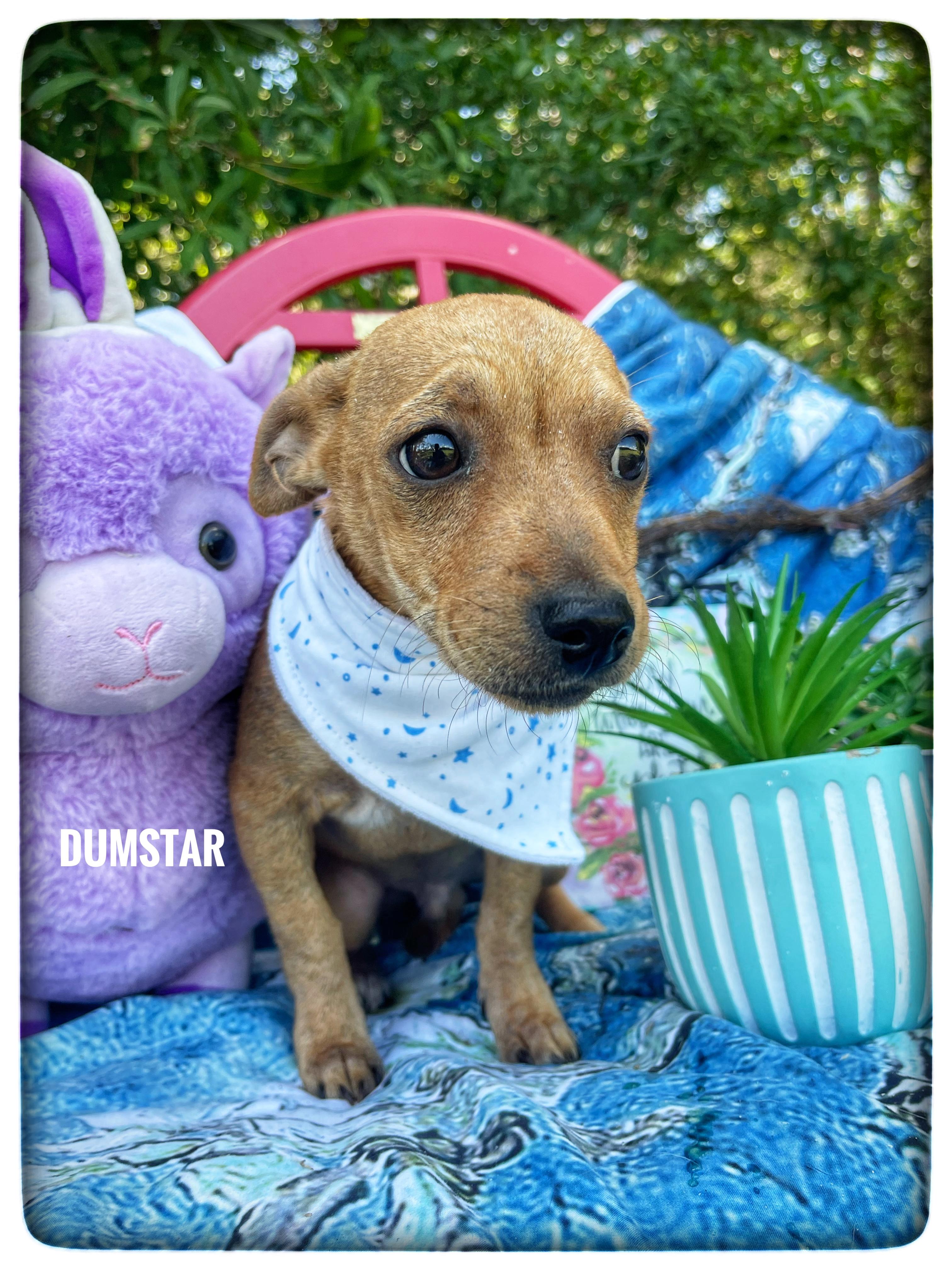 Dumstar, adopted, Puppy Male Chiweenie.
