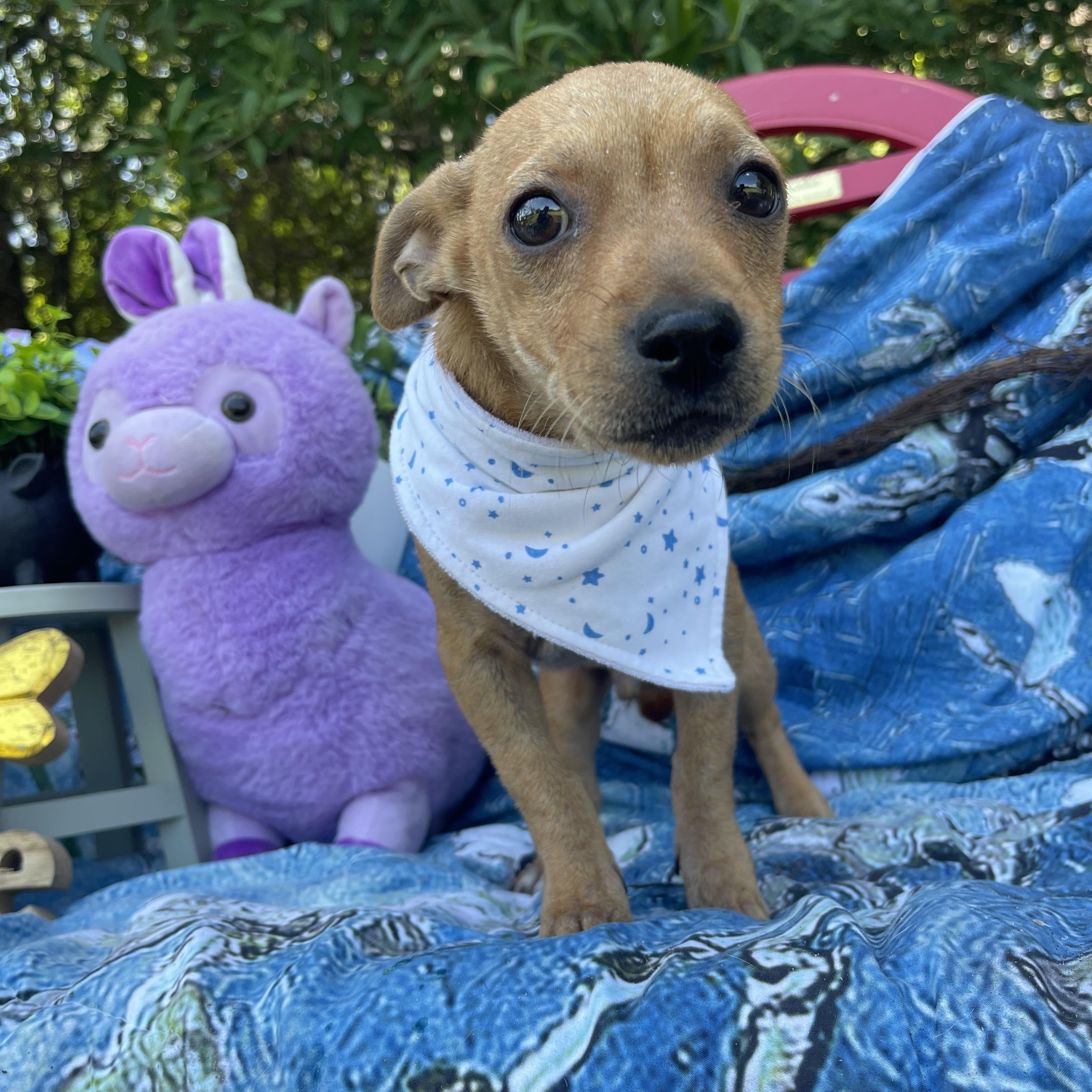 Enlarge Dumstar, an adopted mixed breed in Sebring, FL image 2/3