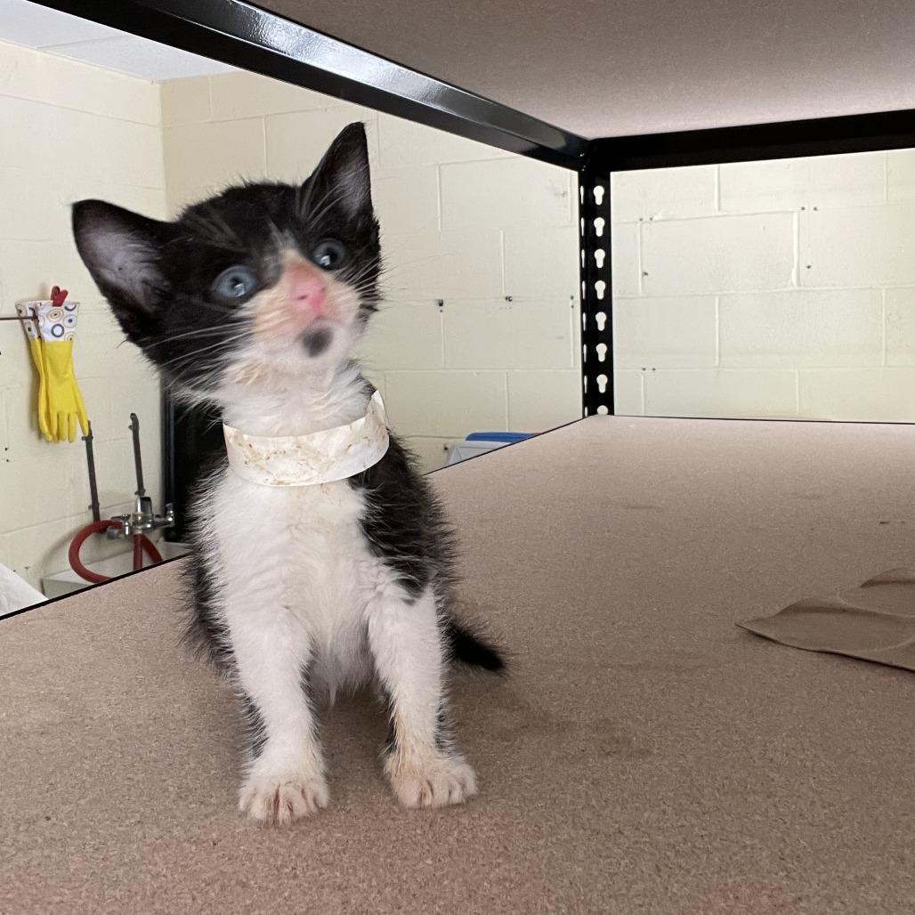 Spoons, a Adoptable Domestic Short Hair in South Haven, MI image 1/3