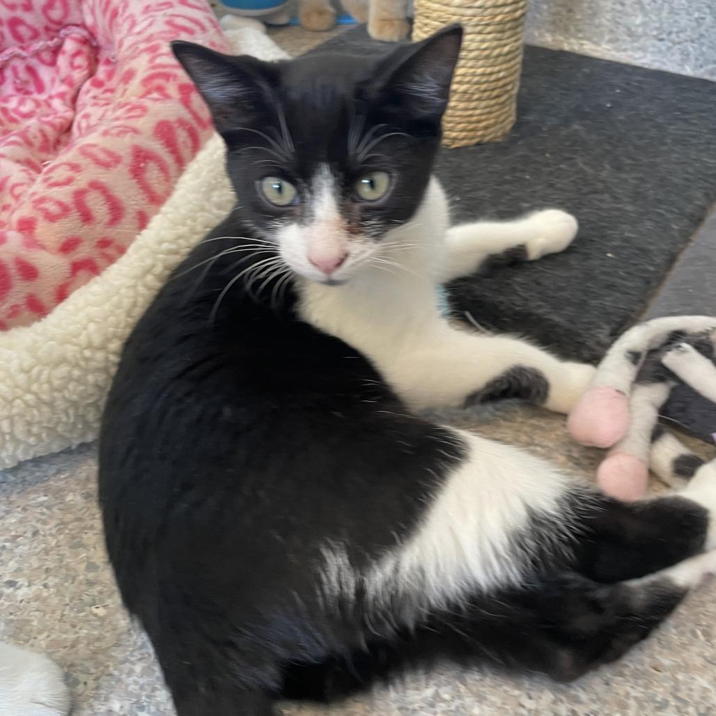 Spoons, a Adoptable Domestic Short Hair in South Haven, MI image 2/3