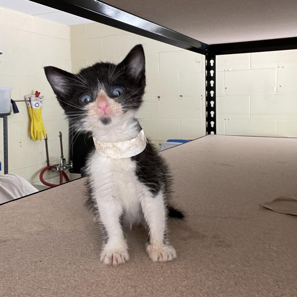 Spoons, a Adoptable Domestic Short Hair in South Haven, MI image 3/3