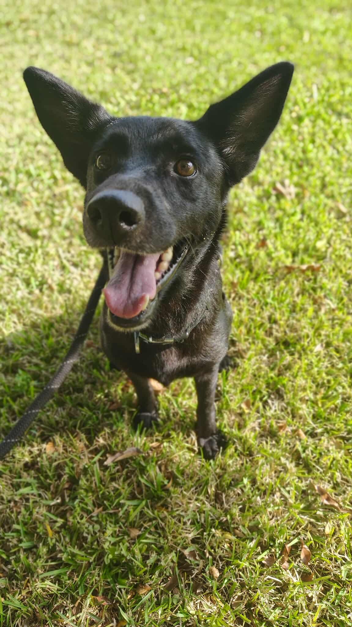 Luna, ADOPTABLE, Adult Female Labrador Retriever & Shepherd.