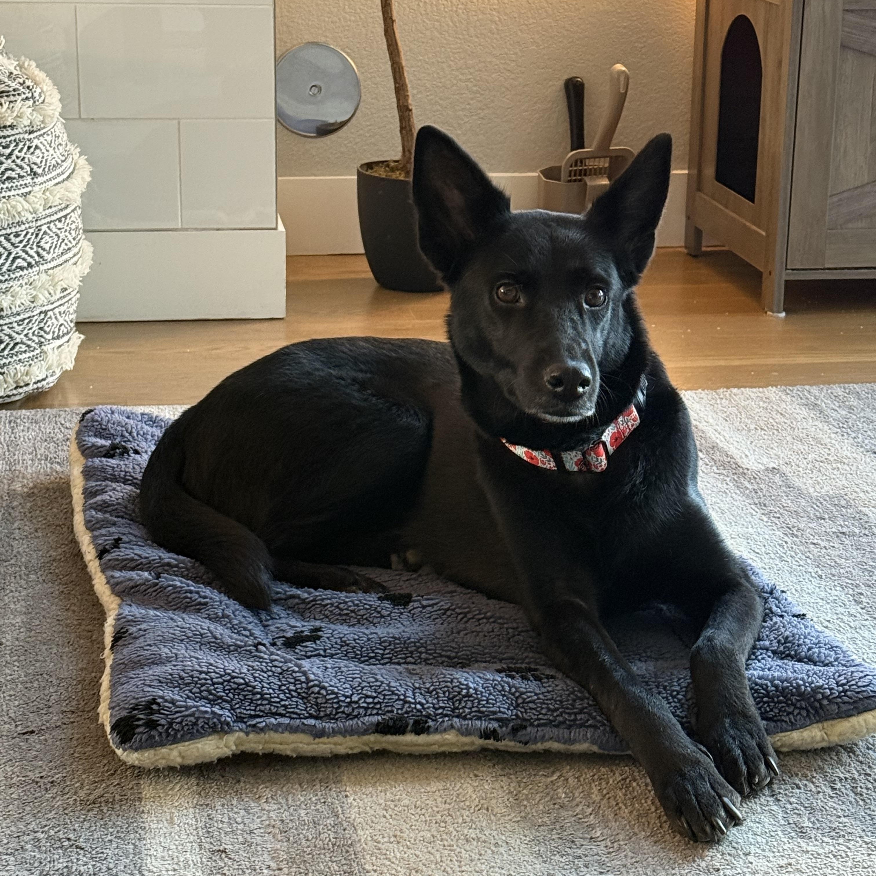 Luna, ADOPTABLE, Adult Female German Shepherd Dog & Shepherd.