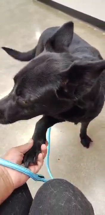 Enlarge Luna, a ADOPTABLE mixed breed in Commerce City, CO video 2/2