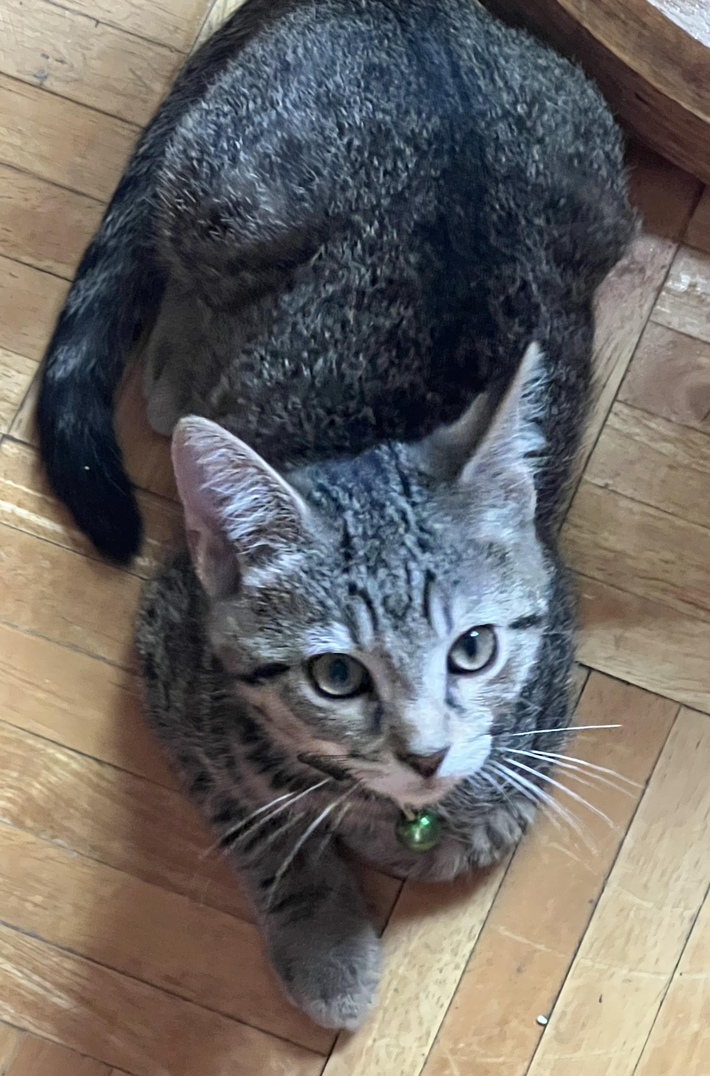 Odie, Adoptable, Young Male Domestic Short Hair.