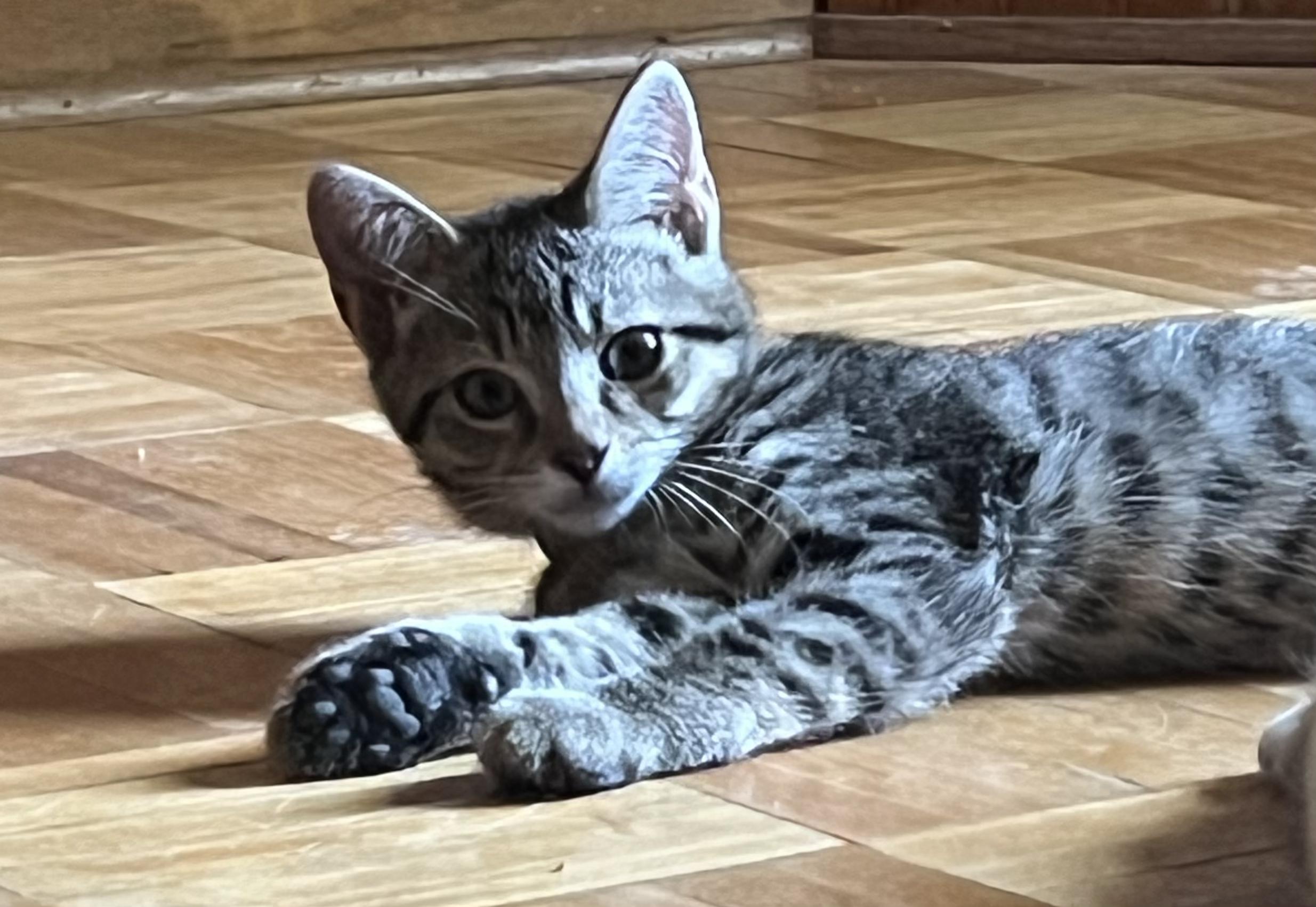 Enlarge Odie, a Adoptable Domestic Short Hair in Aylett, VA image 2/4