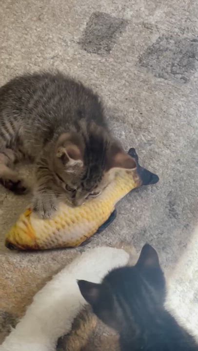 Enlarge Odie, a Adoptable Domestic Short Hair in Aylett, VA video 4/4