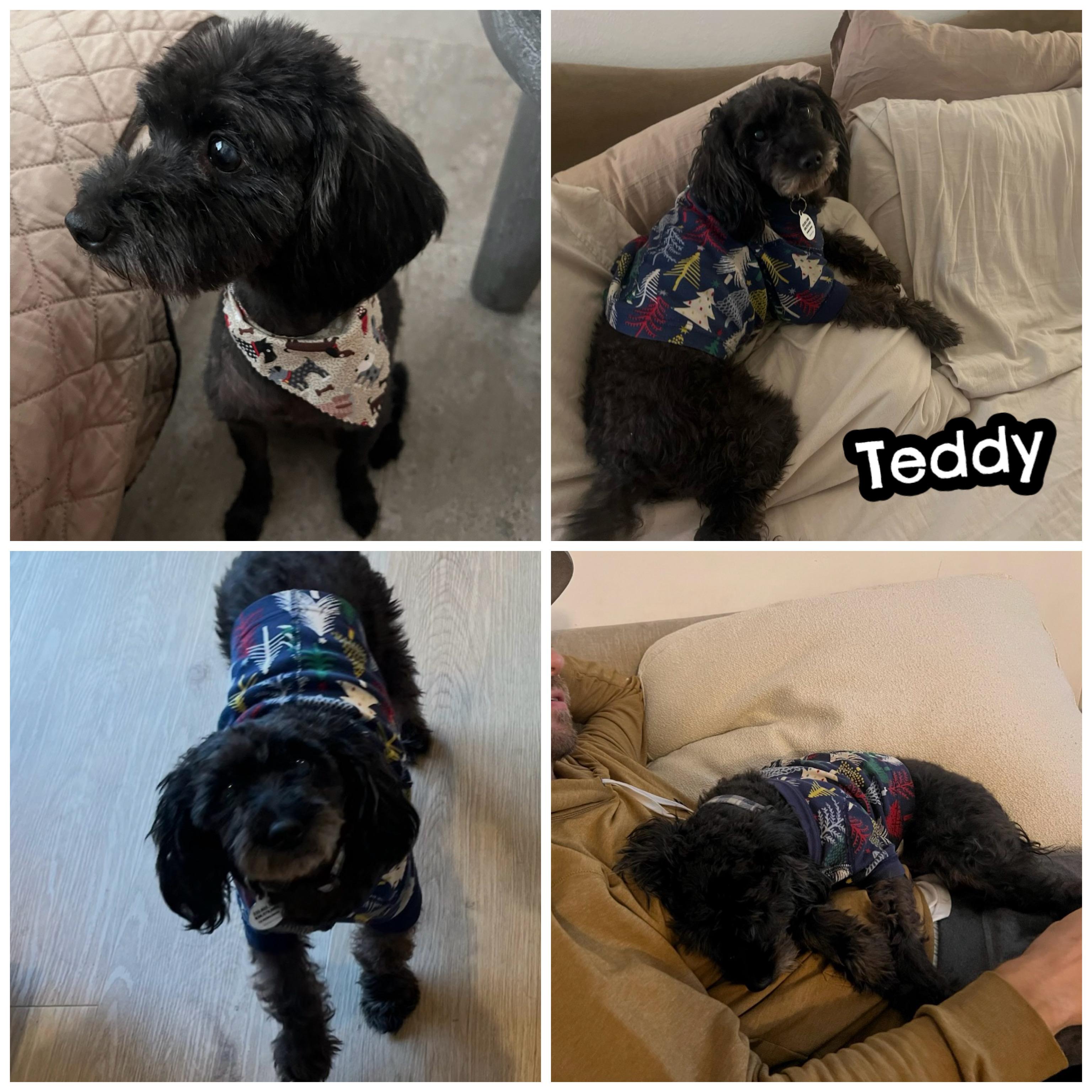 Enlarge TEDDY, a Adoptable mixed breed in Glendora, CA image 6/6