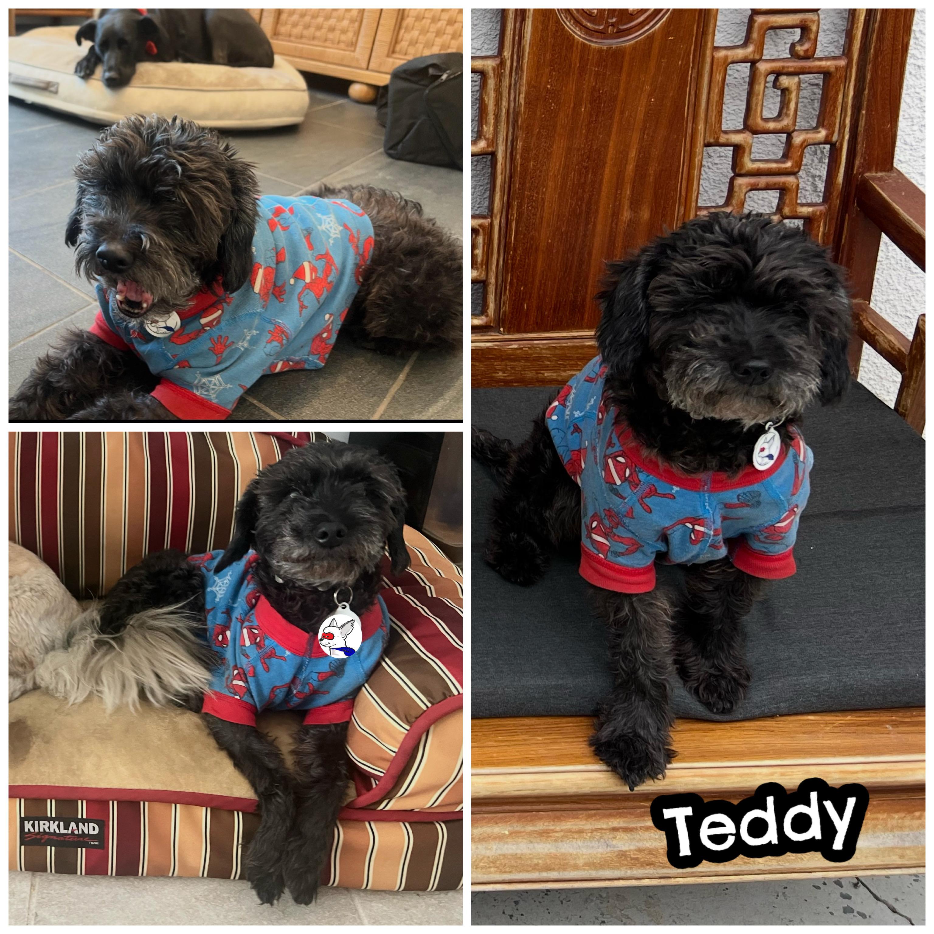 Enlarge TEDDY, a Adoptable mixed breed in Glendora, CA image 4/6