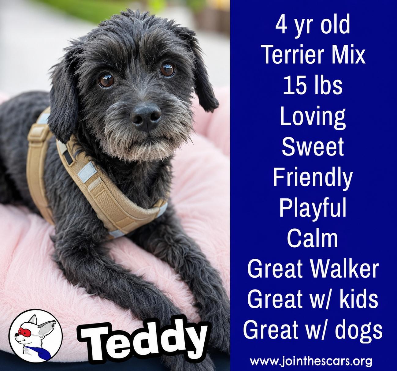 TEDDY, Adoptable, Adult Male Terrier & Poodle.
