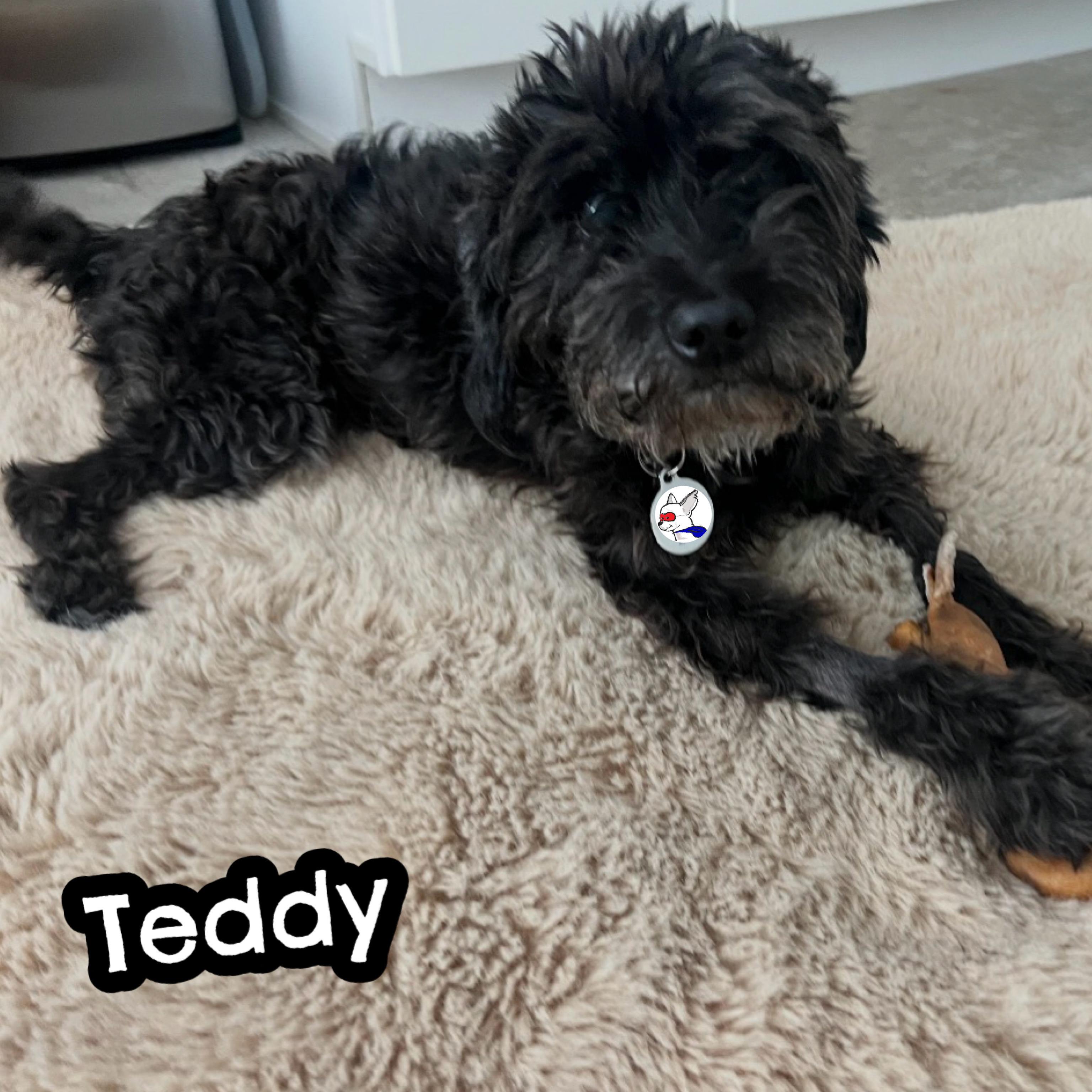 Enlarge TEDDY, a Adoptable mixed breed in Glendora, CA image 5/6