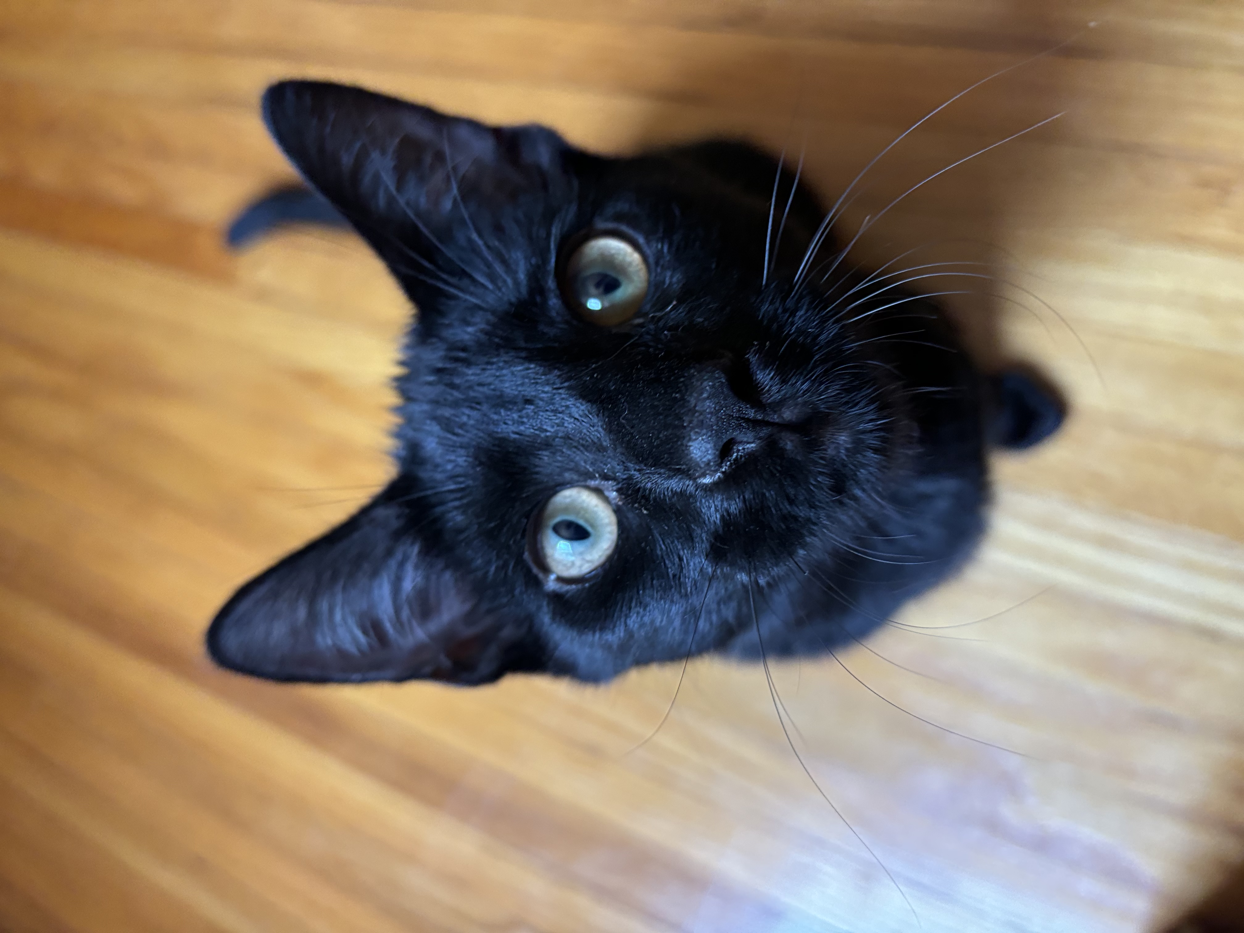 Shadow — thumbnail 2