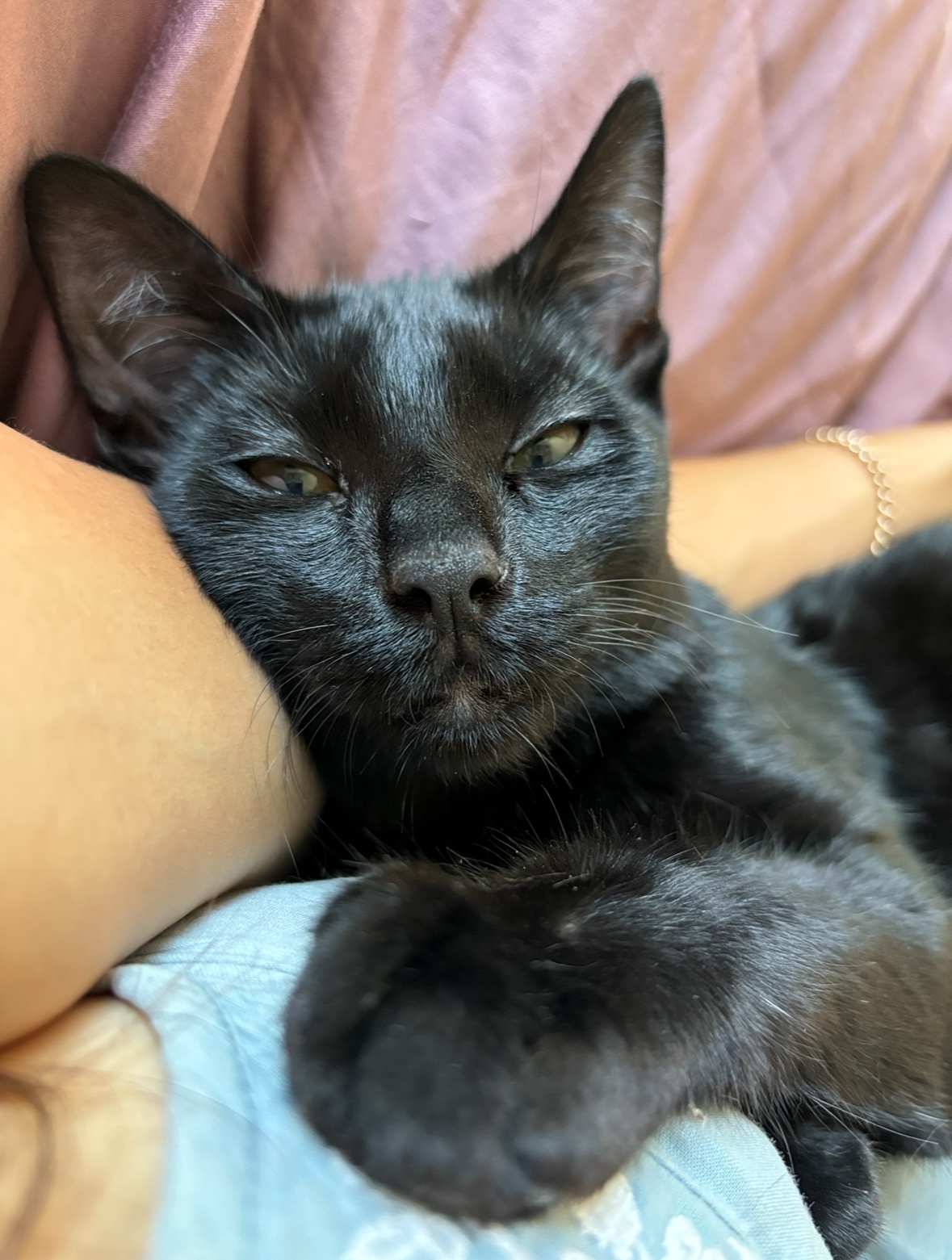 Shadow — thumbnail 3