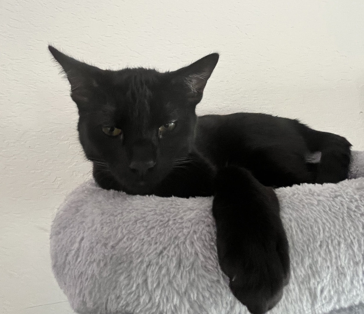 Shadow — thumbnail 5