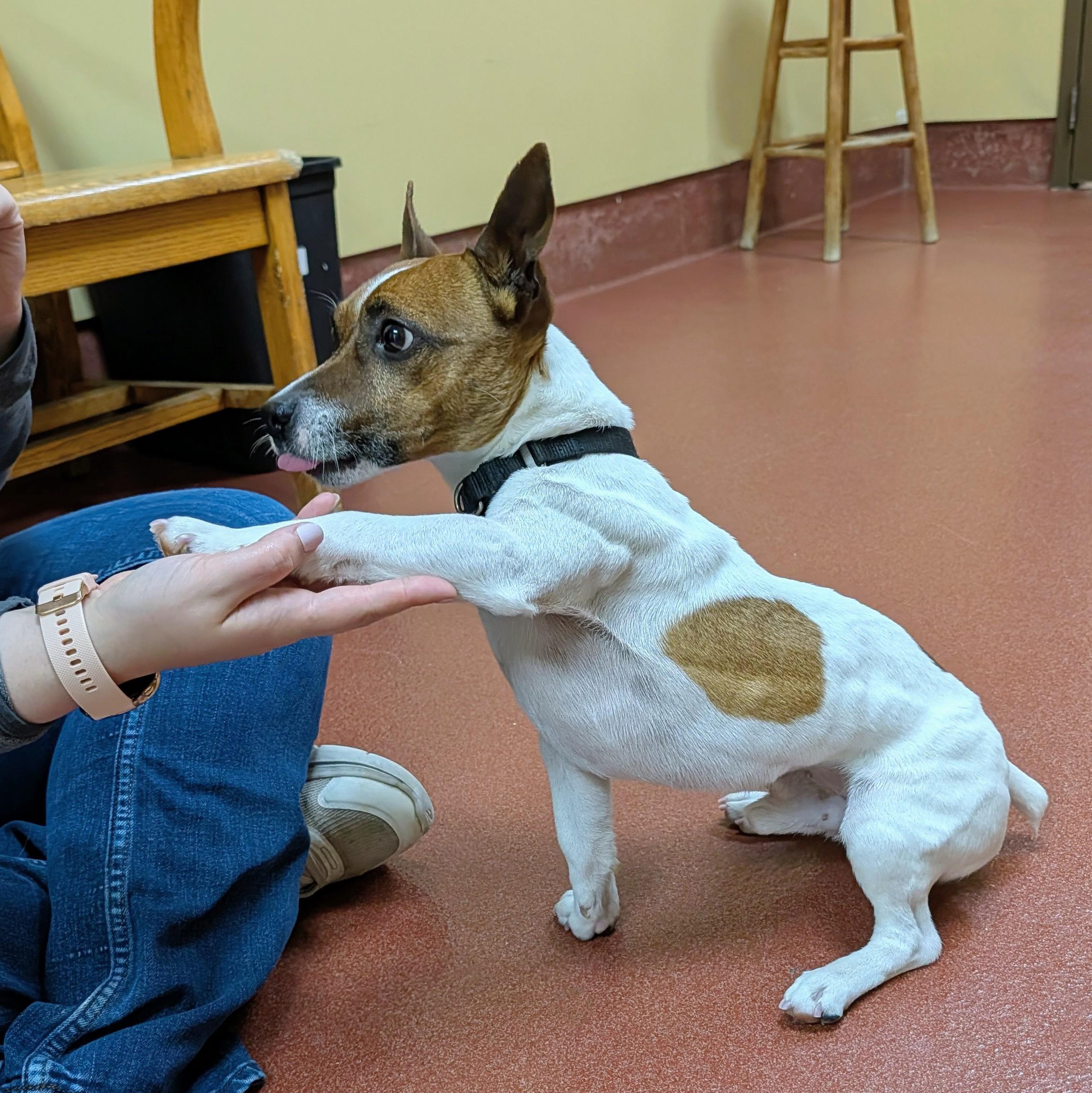 Jack-Jack, a ADOPTABLE Jack Russell Terrier in Accident, MD image 4/6