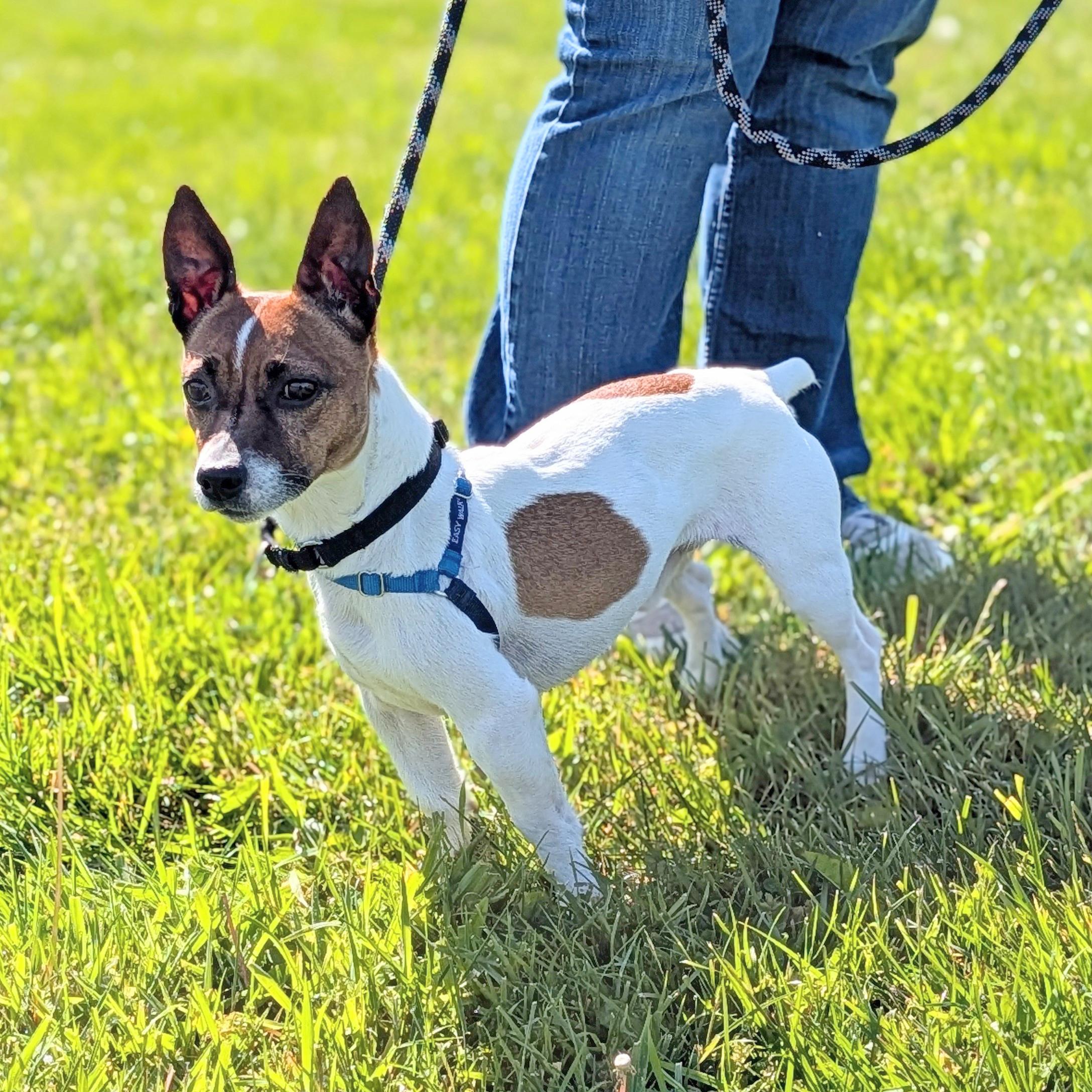 Jack-Jack, a ADOPTABLE Jack Russell Terrier in Accident, MD image 2/6