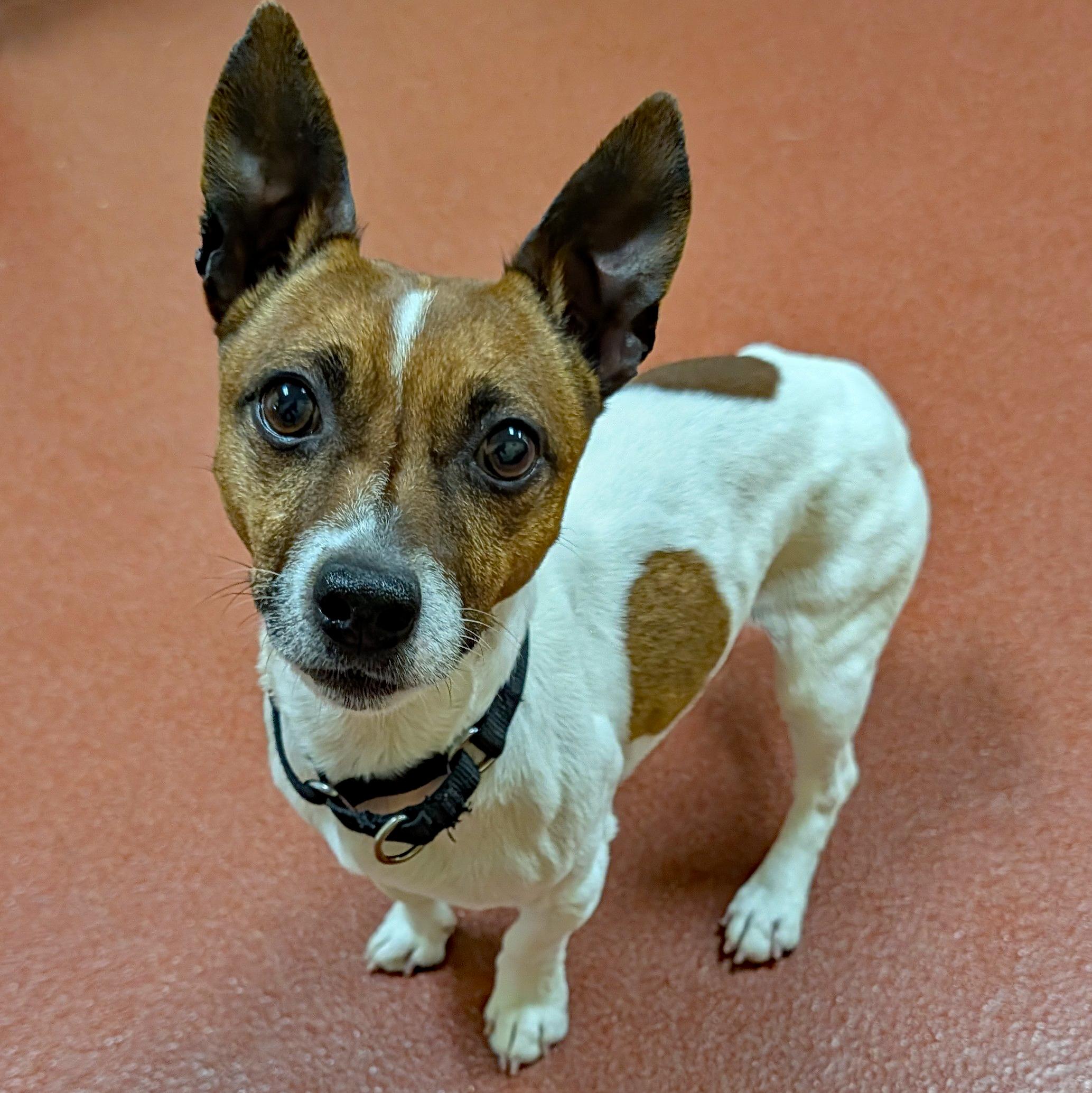 Jack-Jack, a ADOPTABLE Jack Russell Terrier in Accident, MD image 6/6