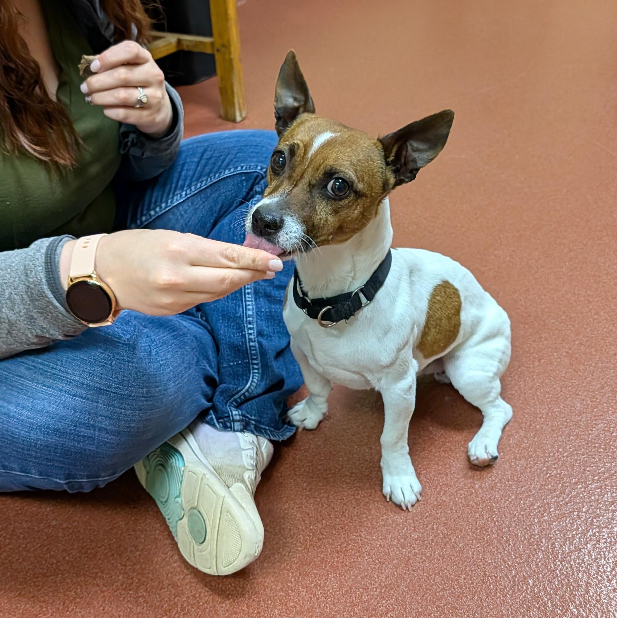 Jack-Jack, a ADOPTABLE Jack Russell Terrier in Accident, MD image 3/6