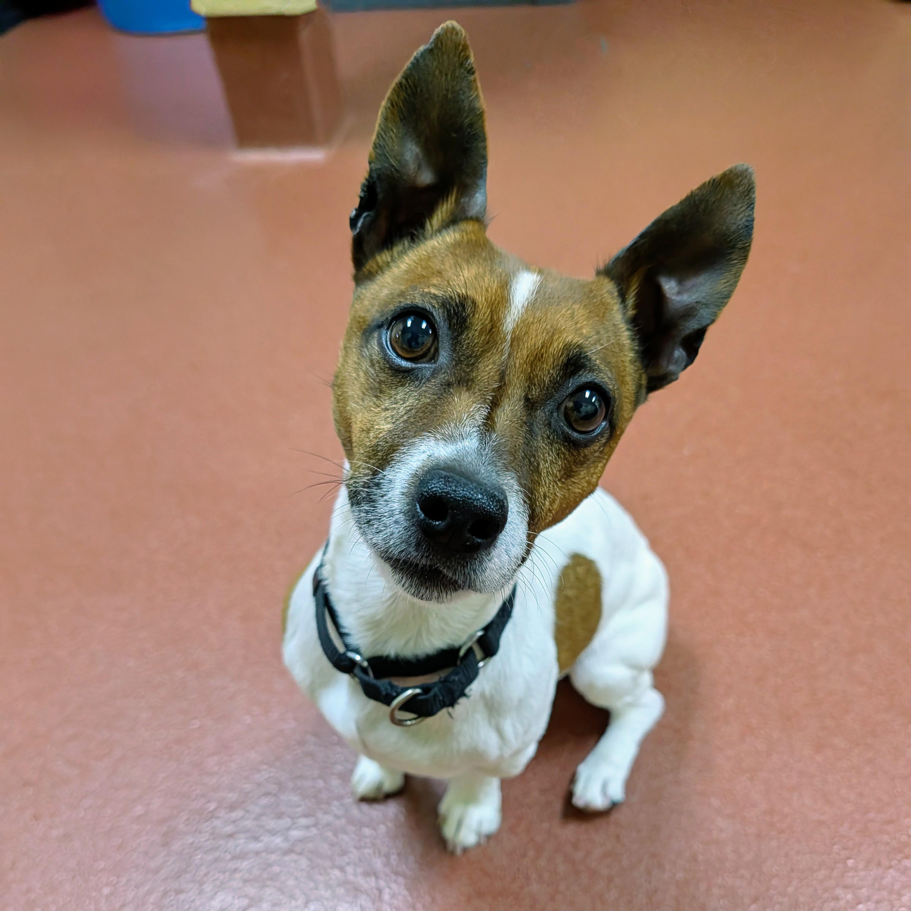 Jack-Jack, ADOPTABLE, Adult Male Jack Russell Terrier.