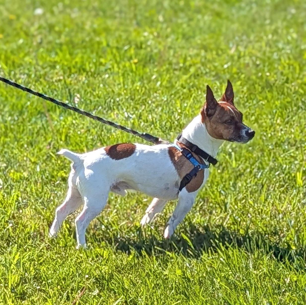 Jack-Jack, a ADOPTABLE Jack Russell Terrier in Accident, MD image 5/6