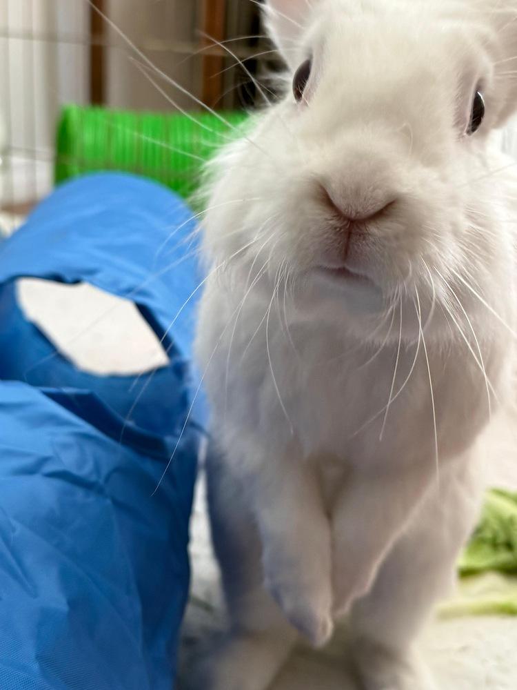 Callisto, Adopted, Baby Female Lionhead & Dutch.