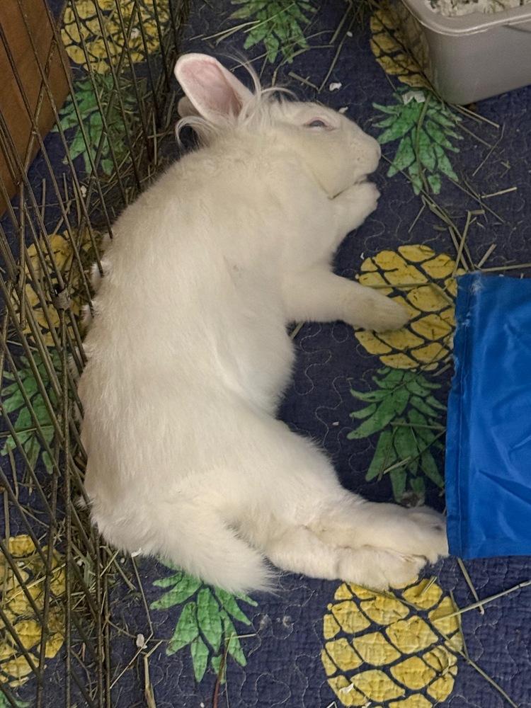 Enlarge Callisto, a Adopted mixed breed in Longwood, FL image 4/4