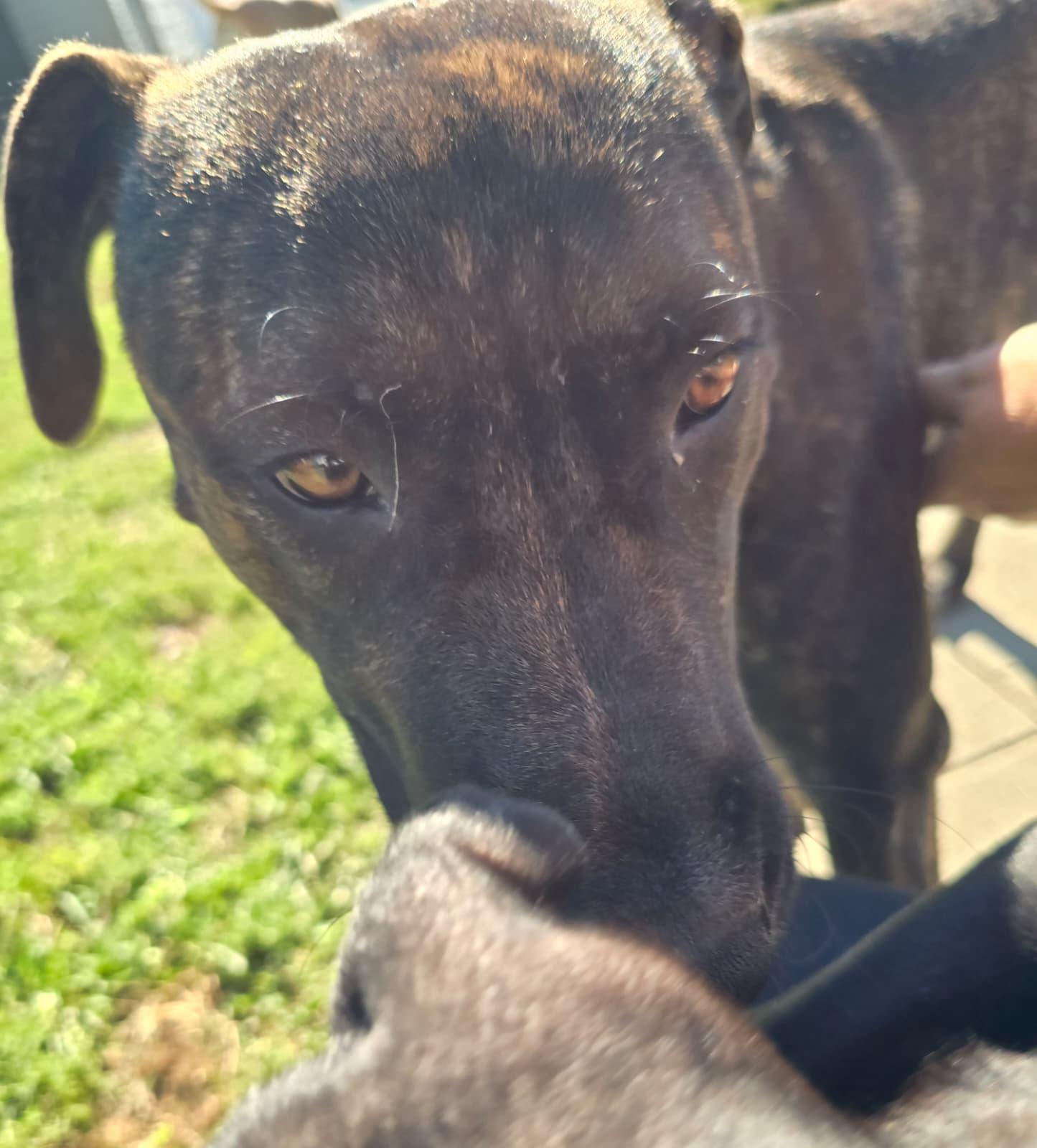 Enlarge Virgo, a Adoptable mixed breed in Reading, PA image 5/6