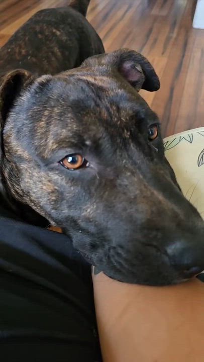 Enlarge Virgo, a Adoptable mixed breed in Reading, PA video 3/6