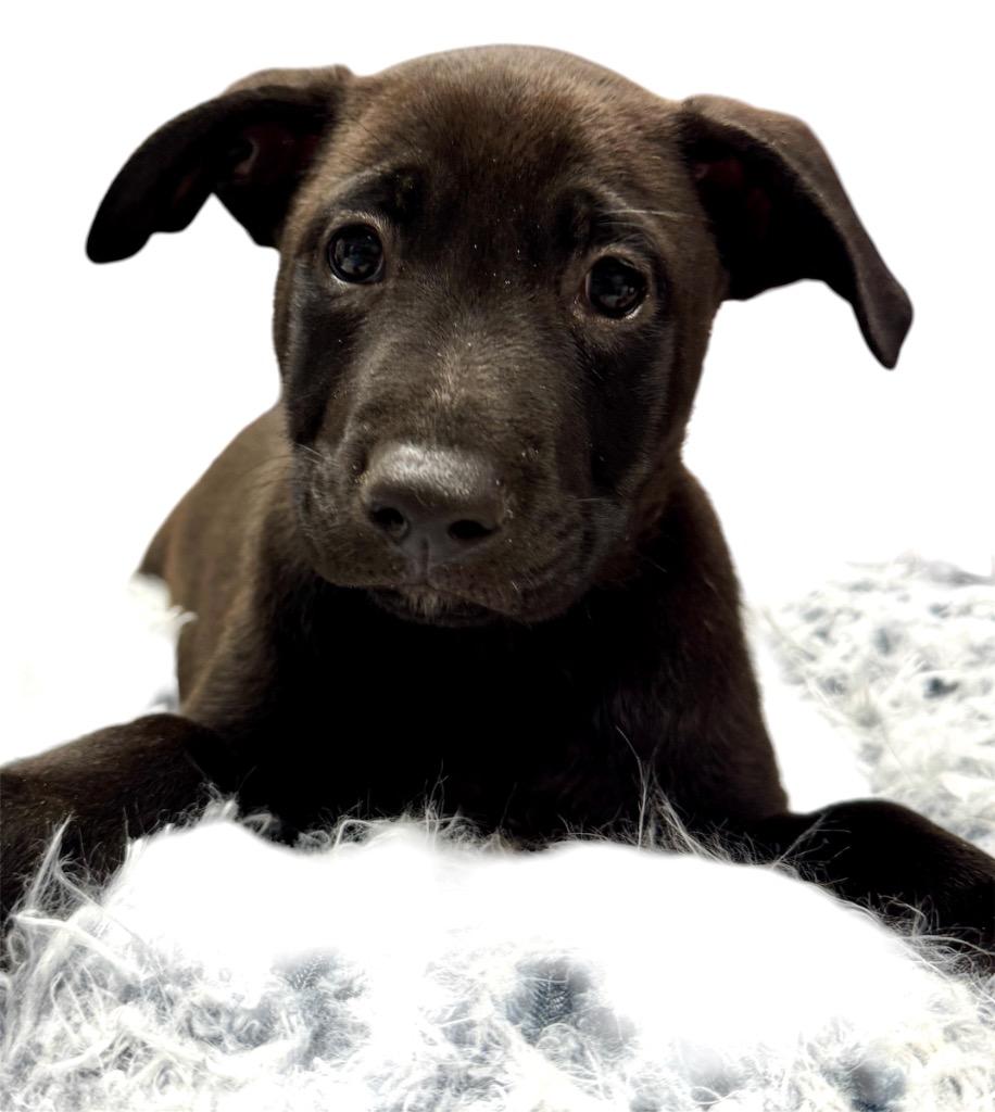 Enlarge Mellow-2mo Old Puppy!, a Adoptable mixed breed in Fort Myers, FL image 1/1
