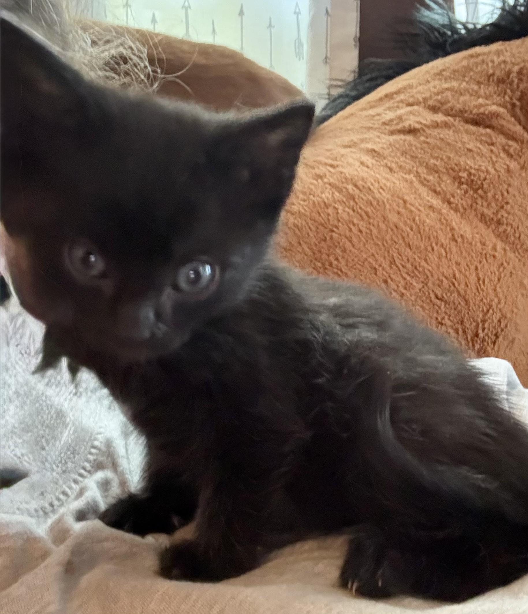 Rowdy, ADOPTABLE, Kitten Male Domestic Short Hair.