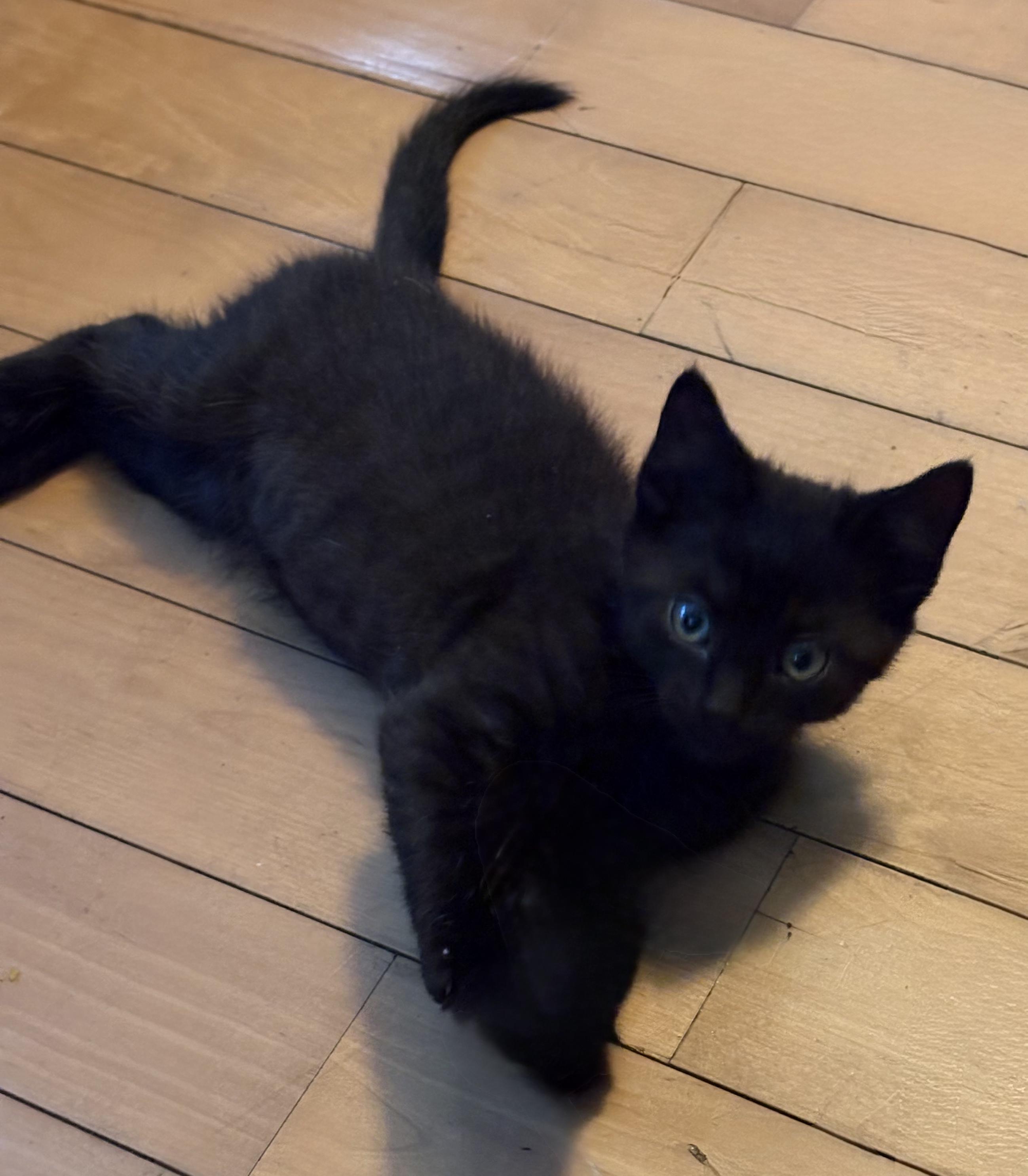 Enlarge Rowdy, a ADOPTABLE Domestic Short Hair in Granite Falls, NC image 5/6