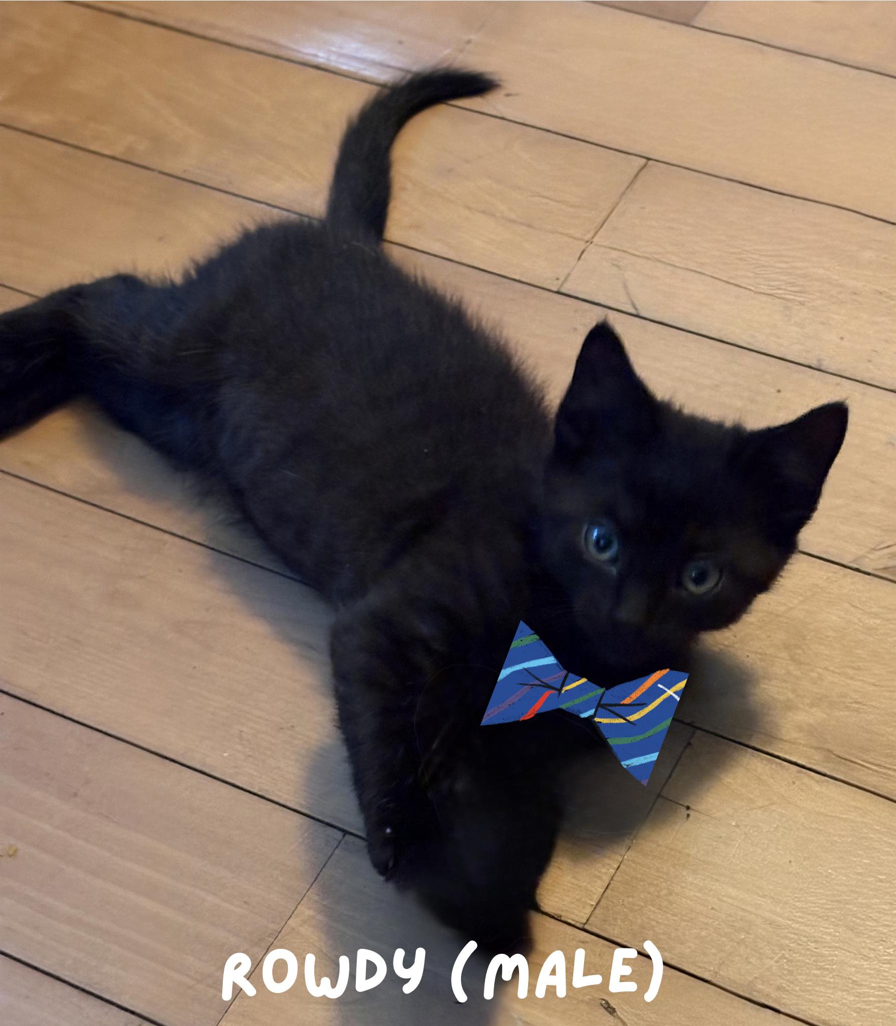 Enlarge Rowdy, a ADOPTABLE Domestic Short Hair in Granite Falls, NC image 2/6