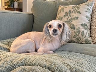 Enlarge Harley, a Adoptable Shih poo in Orlando, FL image 1/1