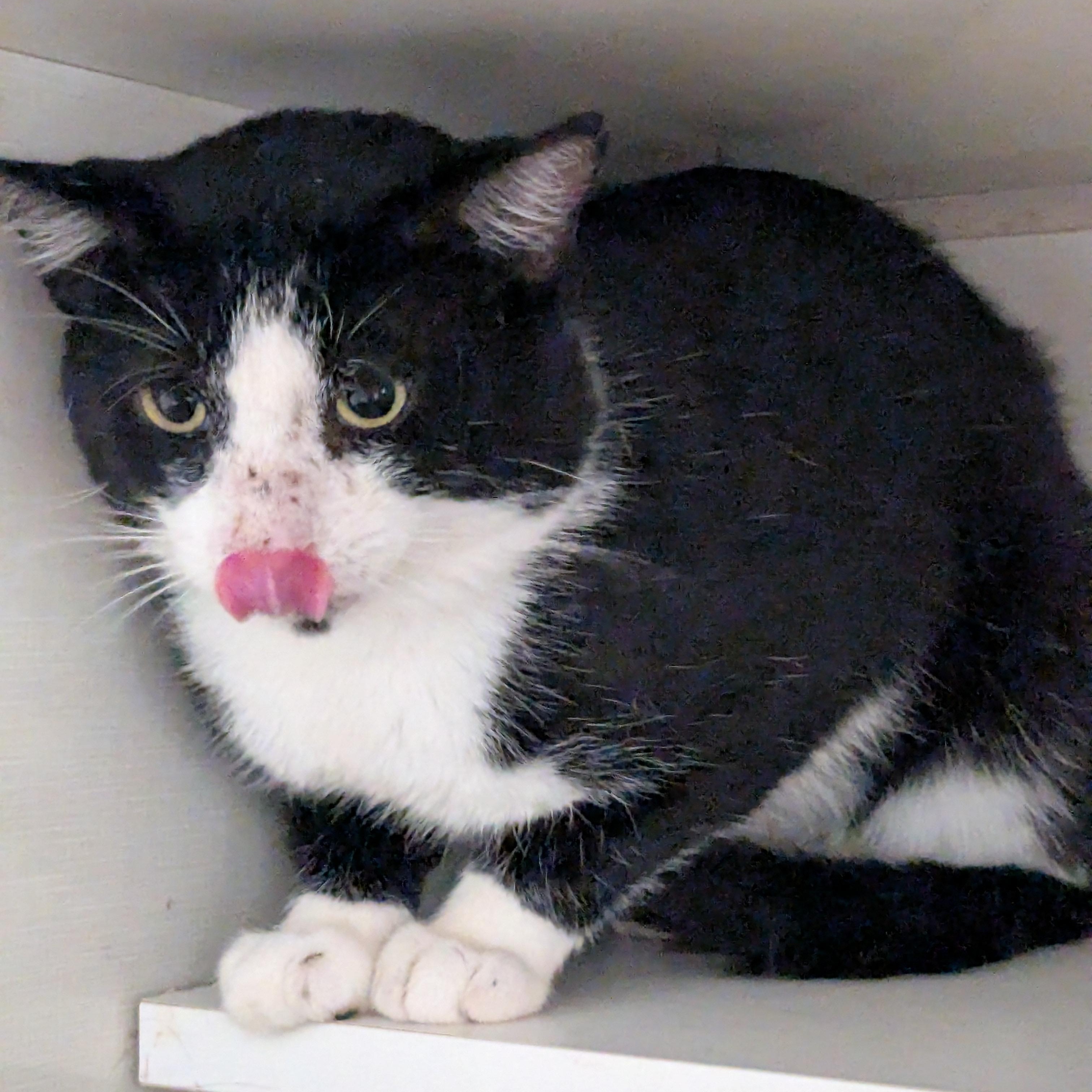 Enlarge Thomas Tuxedo, a Adopted Tuxedo in Shippenville, PA image 3/3